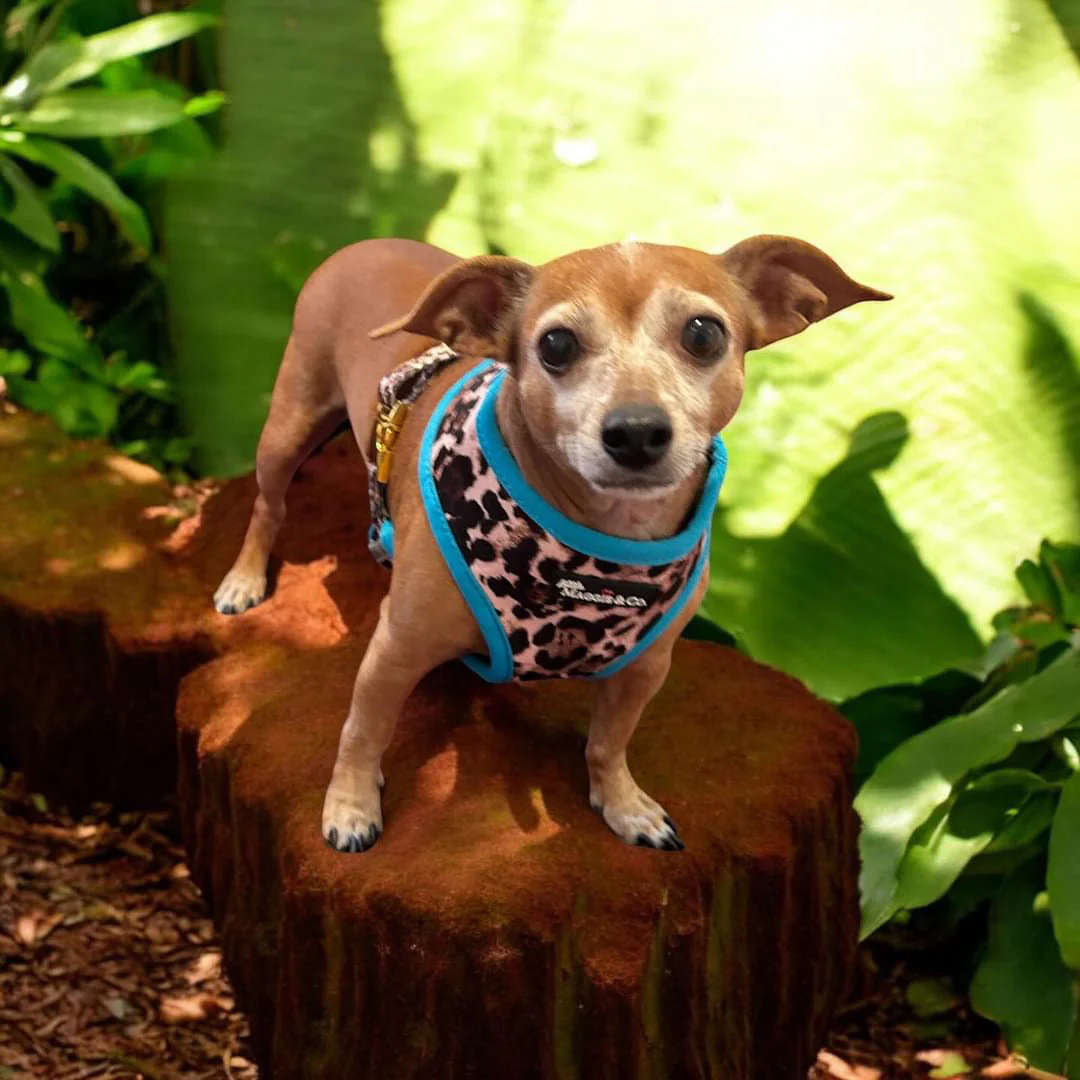 Exotic Reversible Harness - Image 17