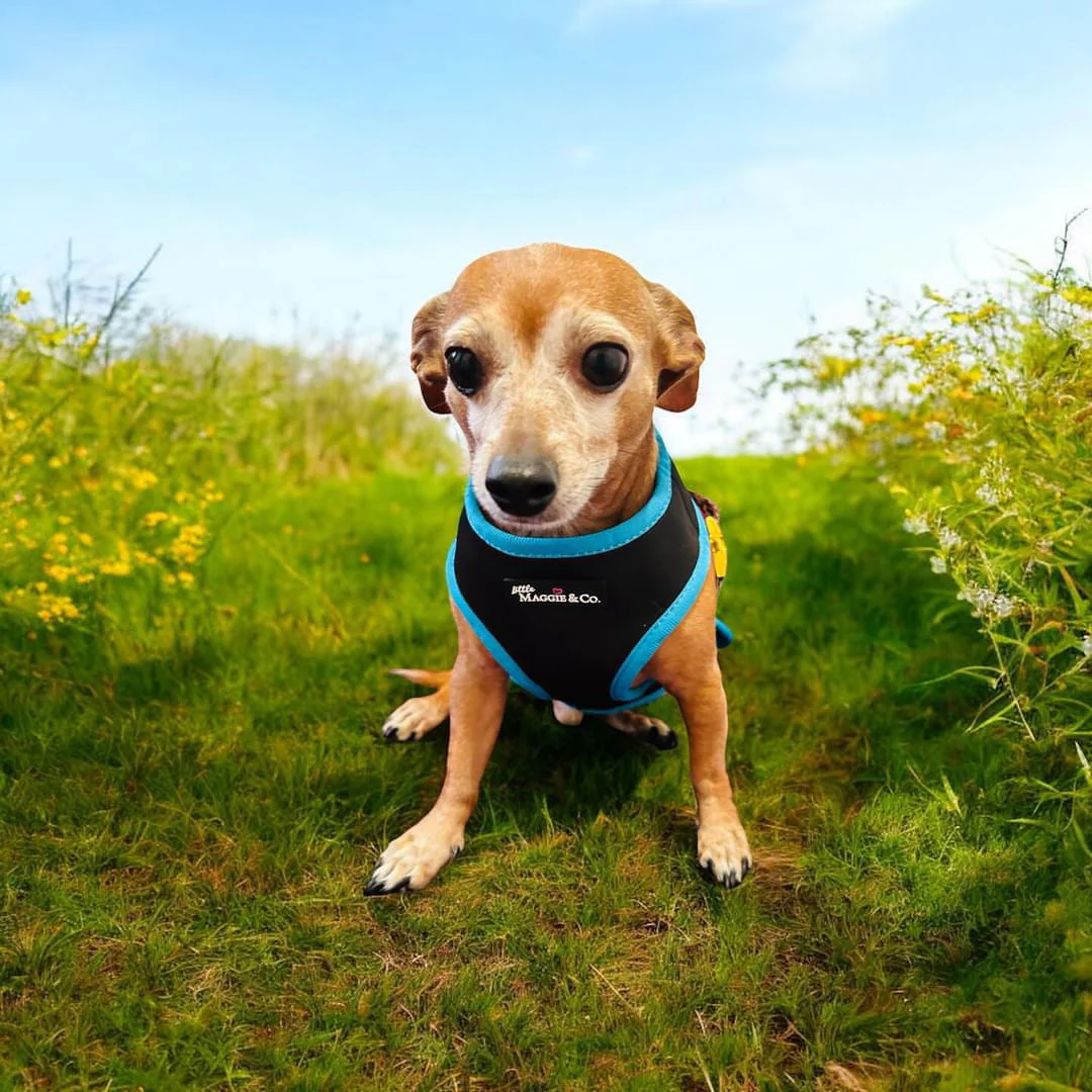 Exotic Reversible Harness - Image 18