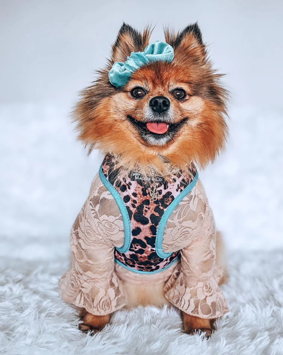 Exotic Reversible Harness - Image 19