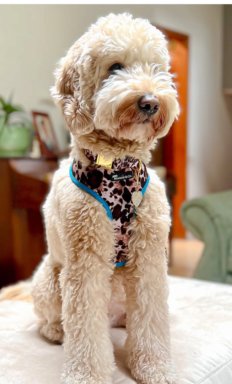 Exotic Reversible Harness - Image 23