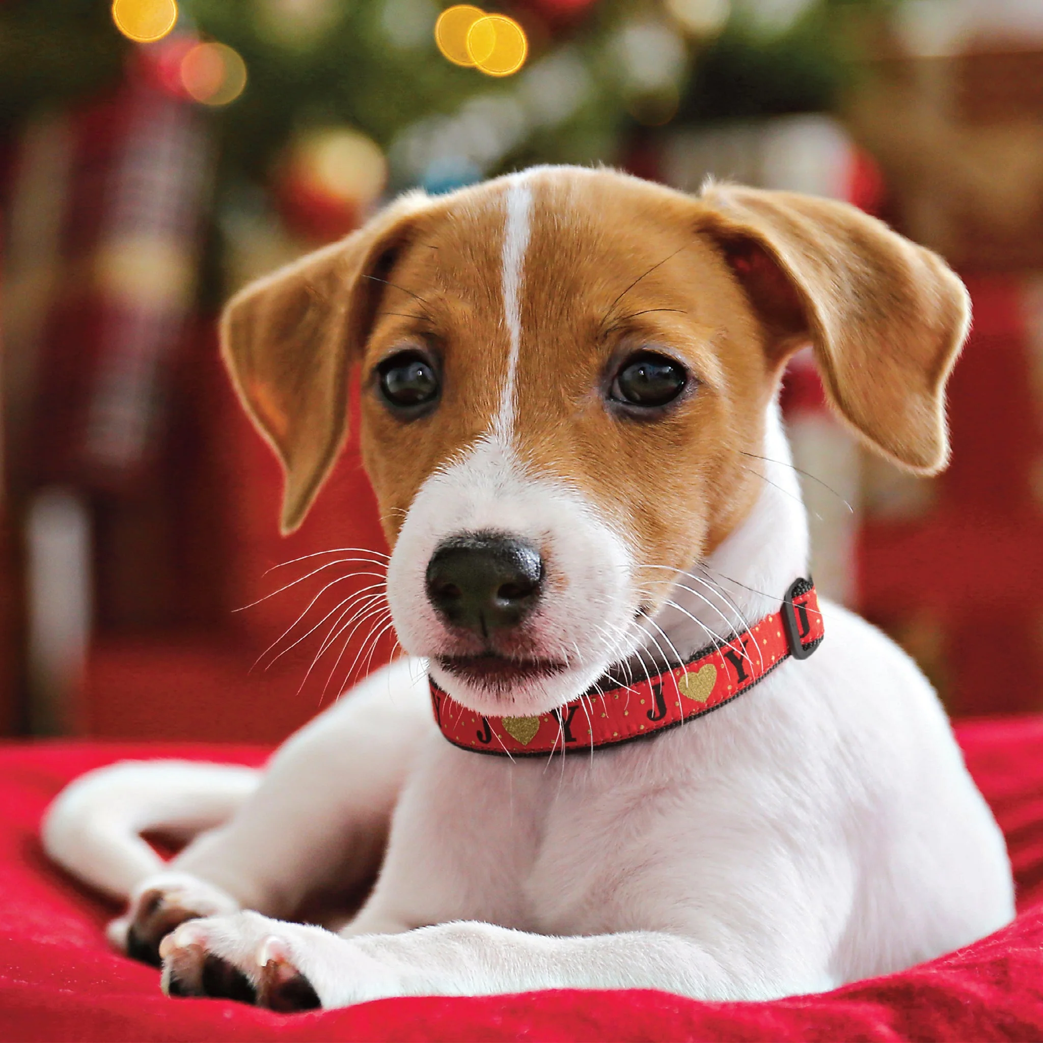 Up Country Joy Made in USA Dog Collar - Image 2