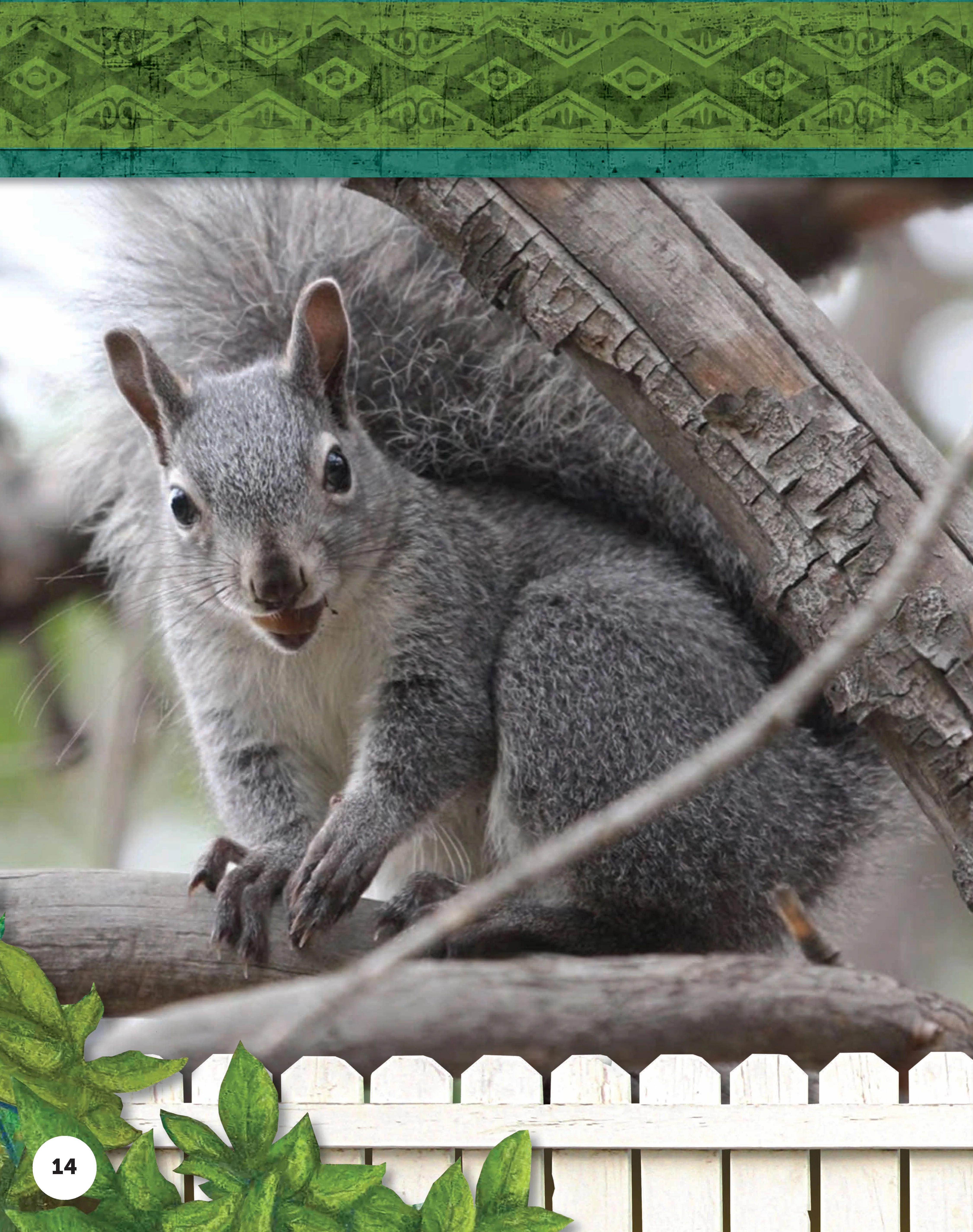 Kids' Backyard Safari: Gray Squirrels - Image 11