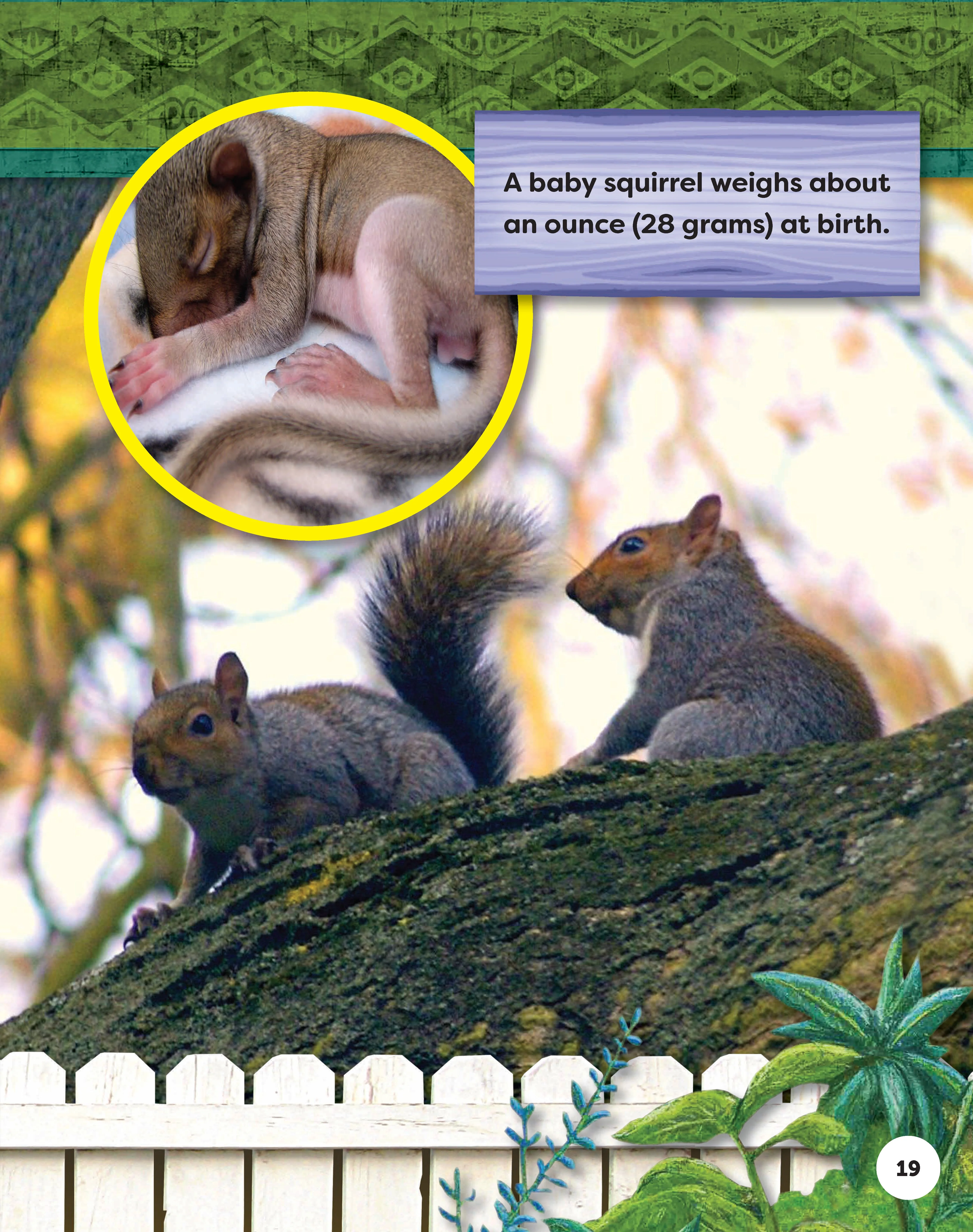 Kids' Backyard Safari: Gray Squirrels - Image 3