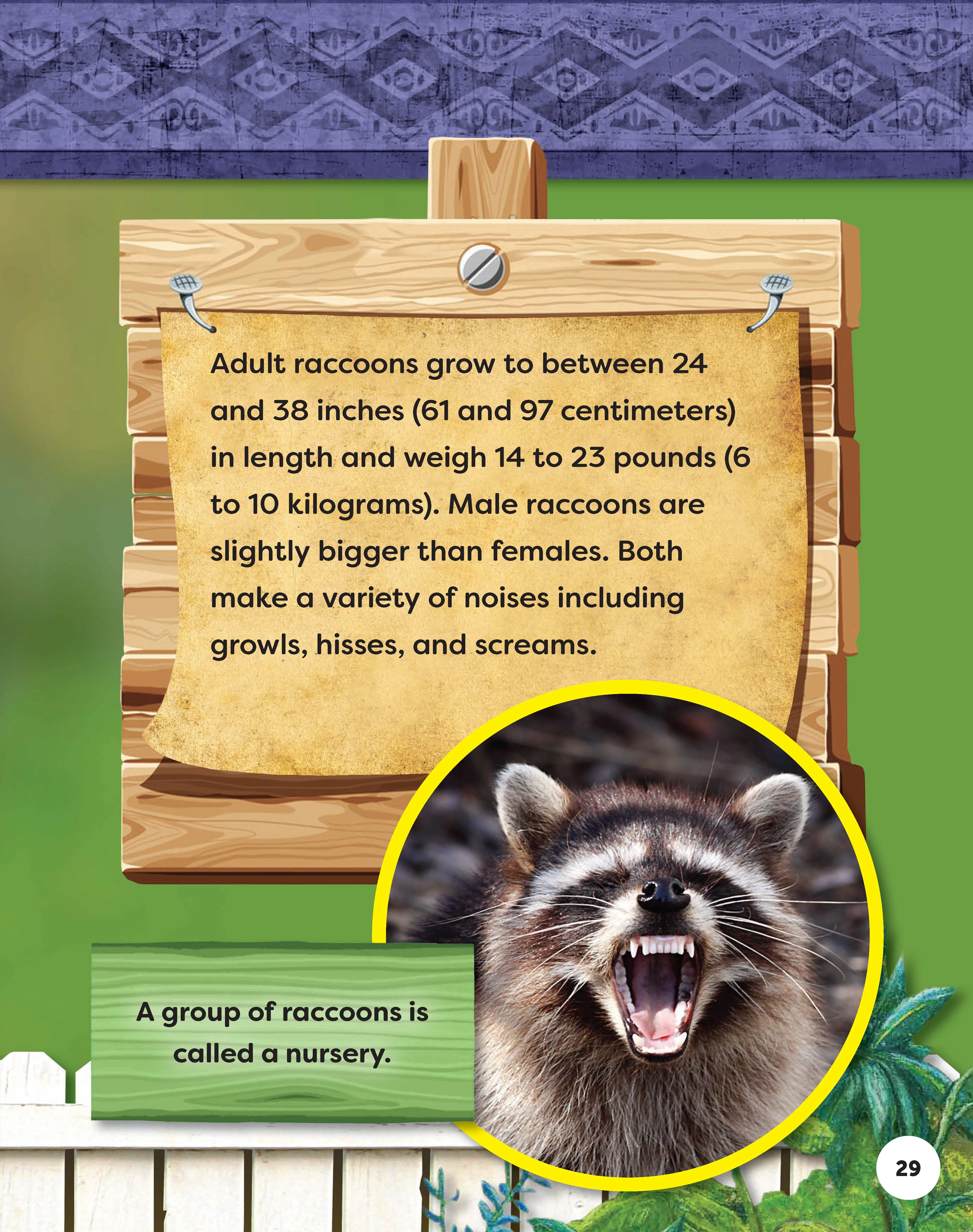 Kids' Backyard Safari: Raccoons - Image 9