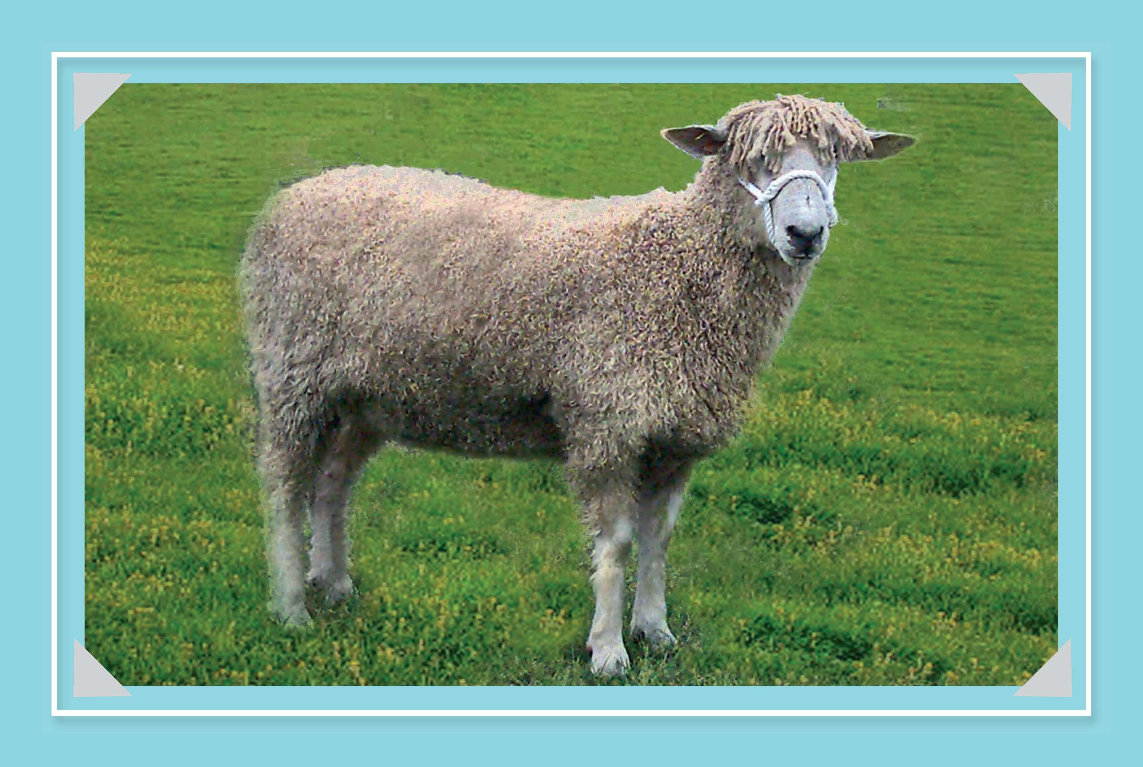 Know More Sheep - Image 3