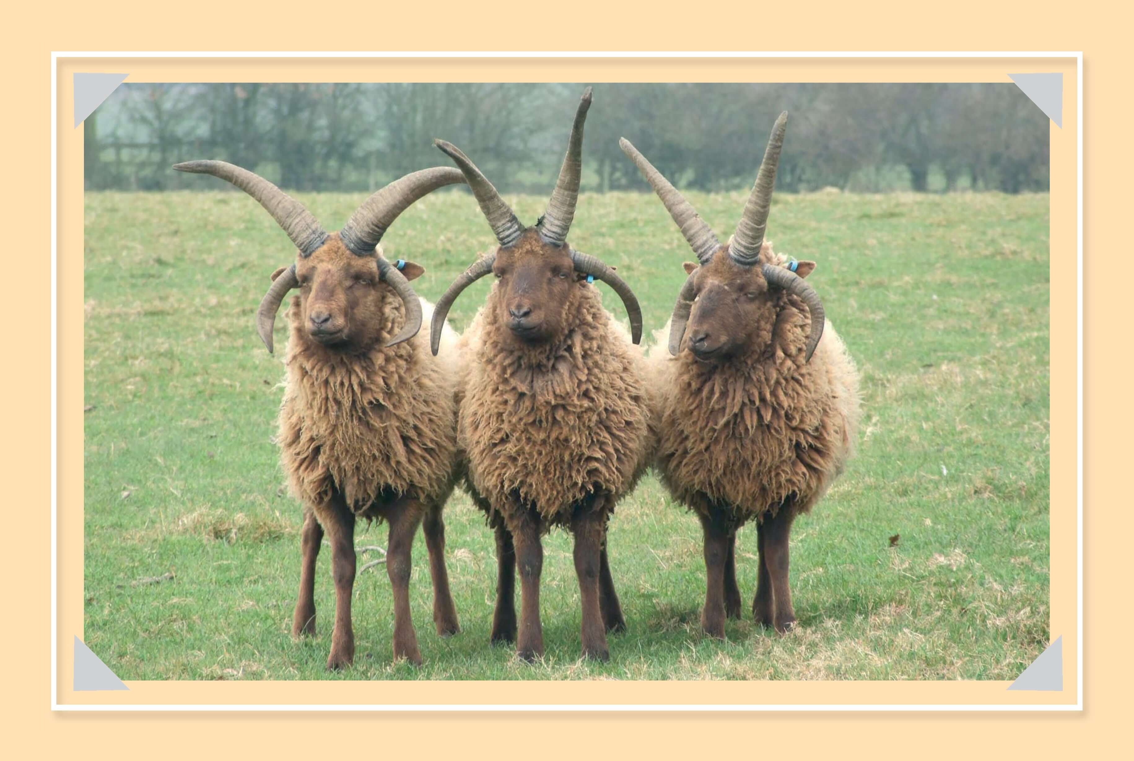 Know More Sheep - Image 5