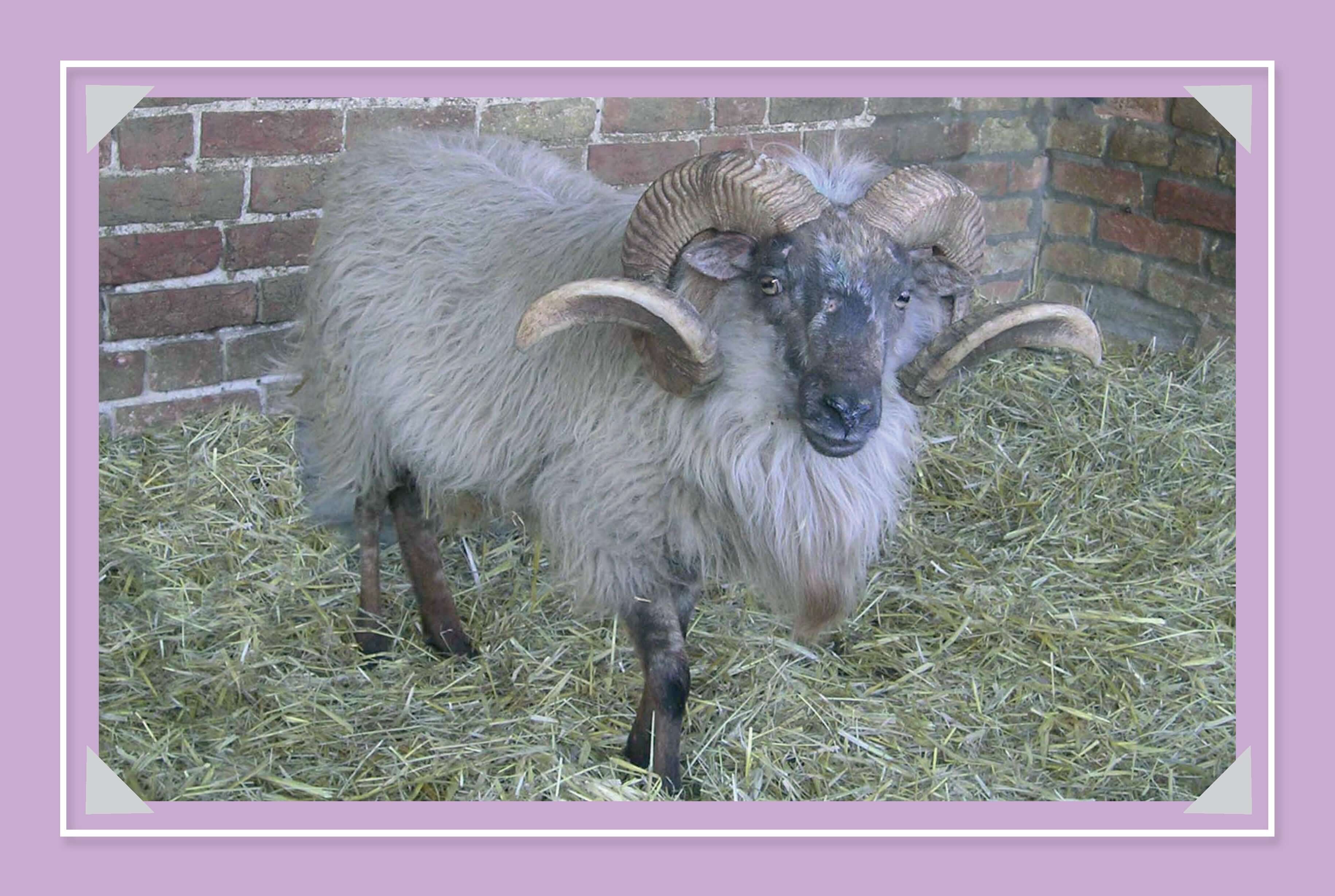 Know More Sheep - Image 6