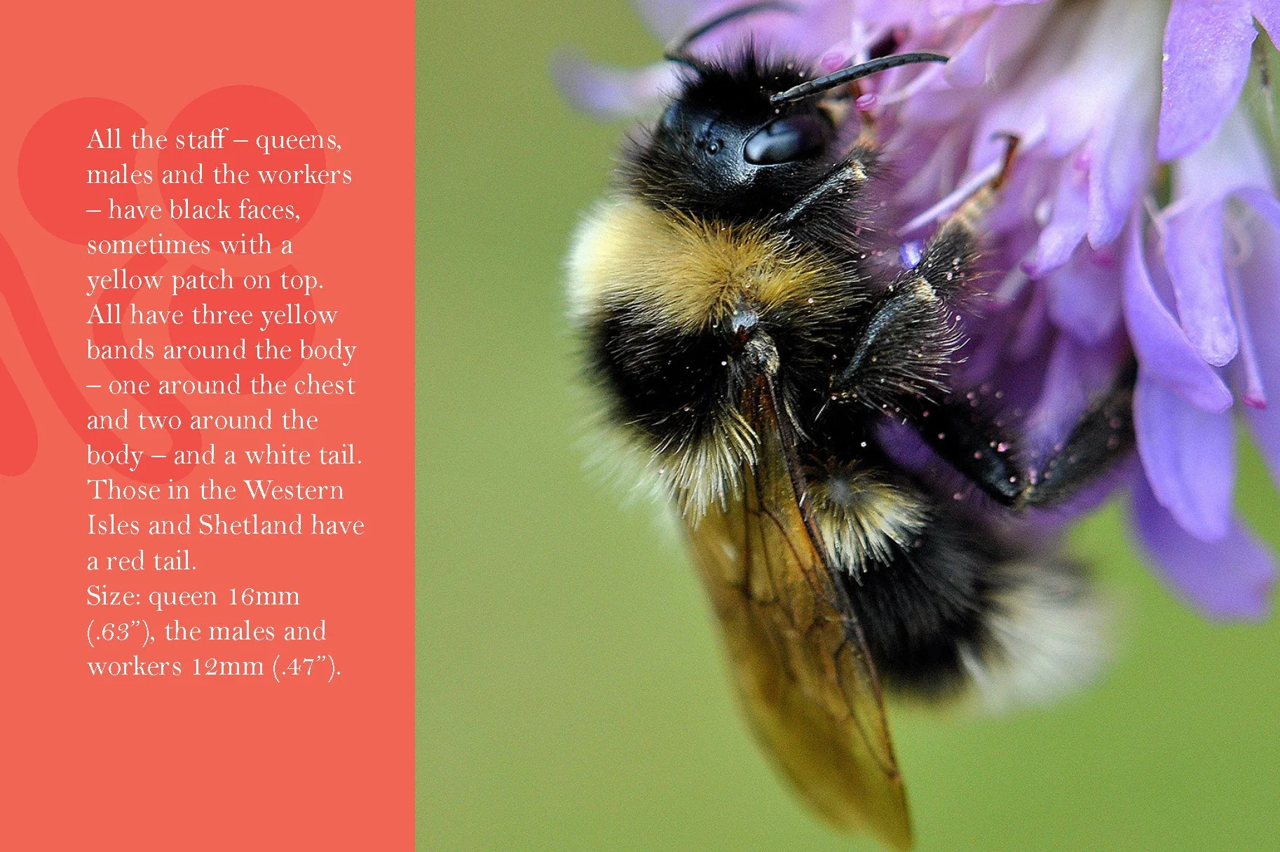 Know Your Bees - Image 3