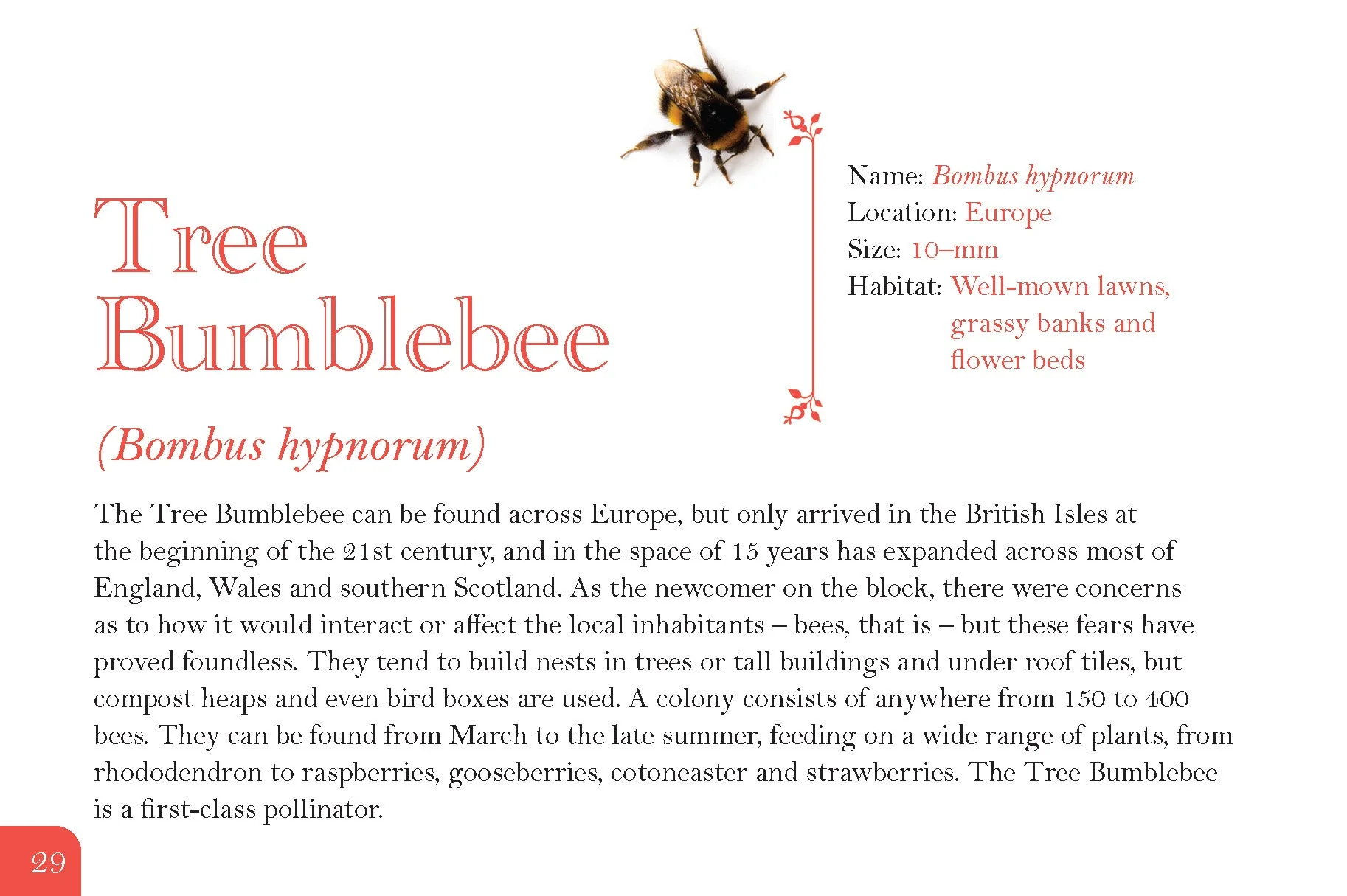 Know Your Bees - Image 4