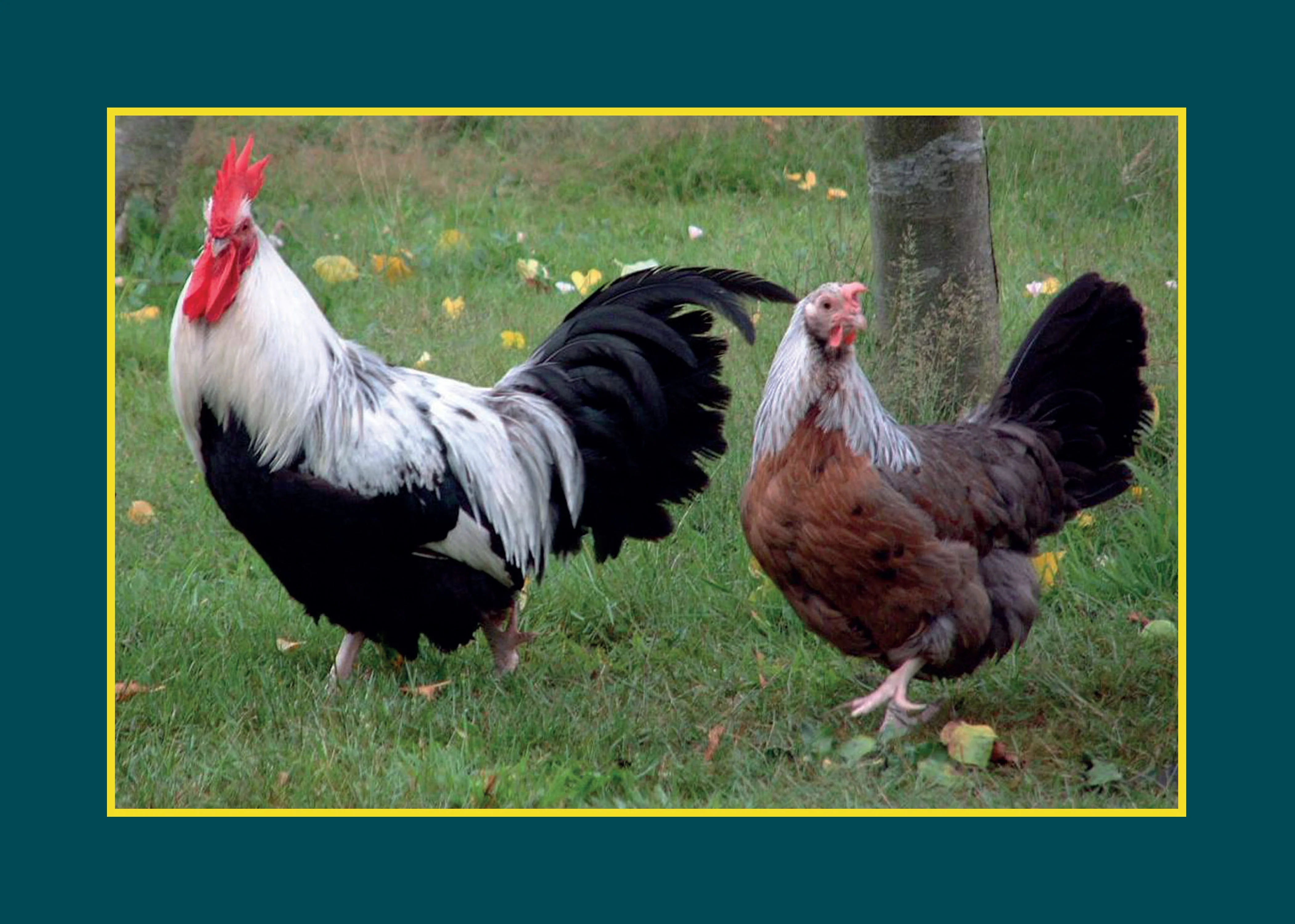 Know Your Chickens - Image 3