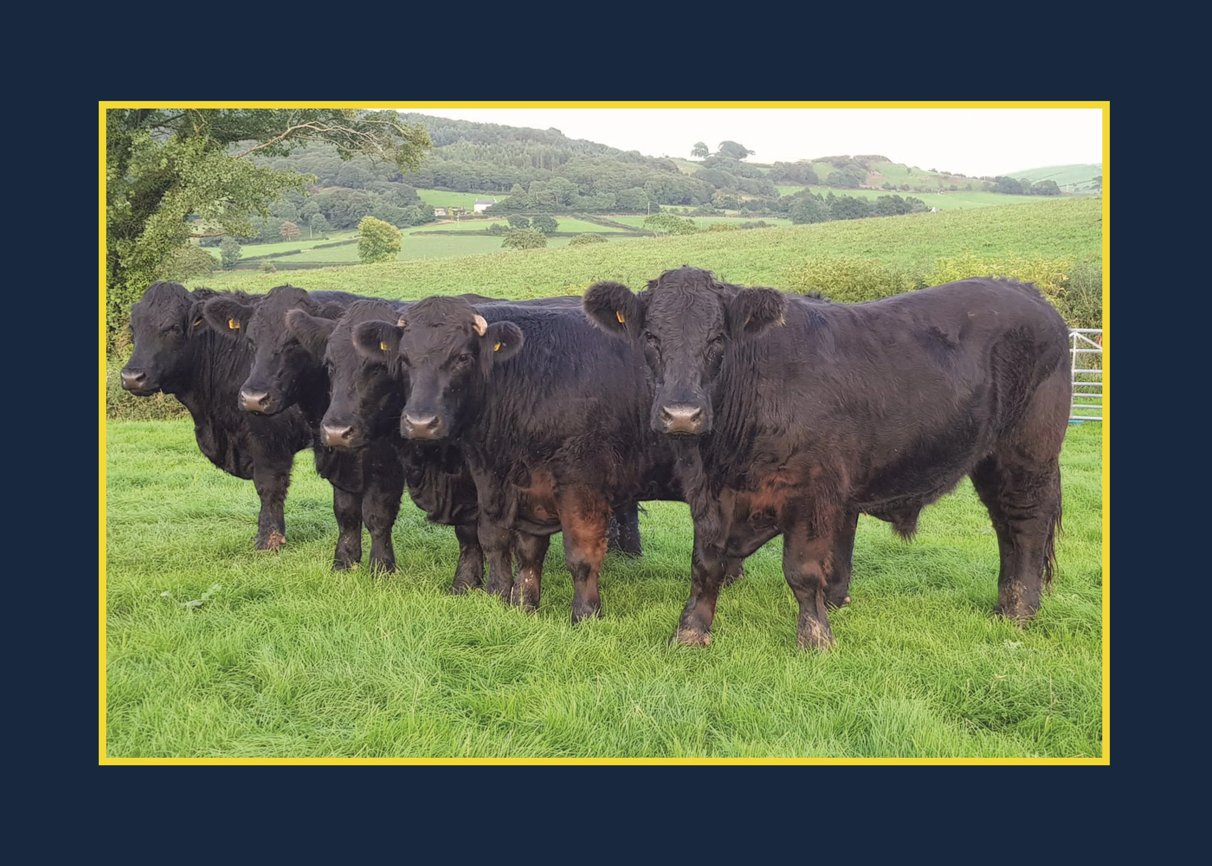 Know Your Cows - Image 2