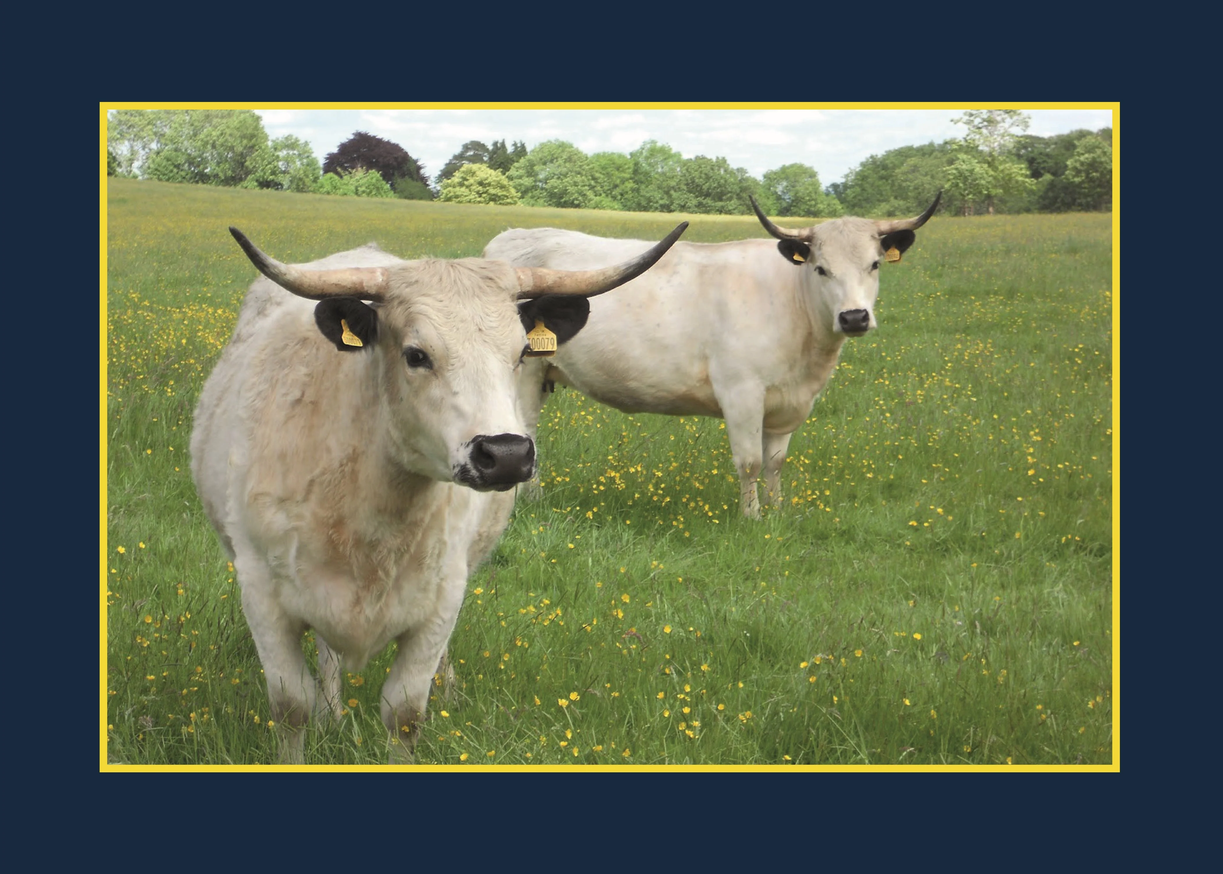 Know Your Cows - Image 5