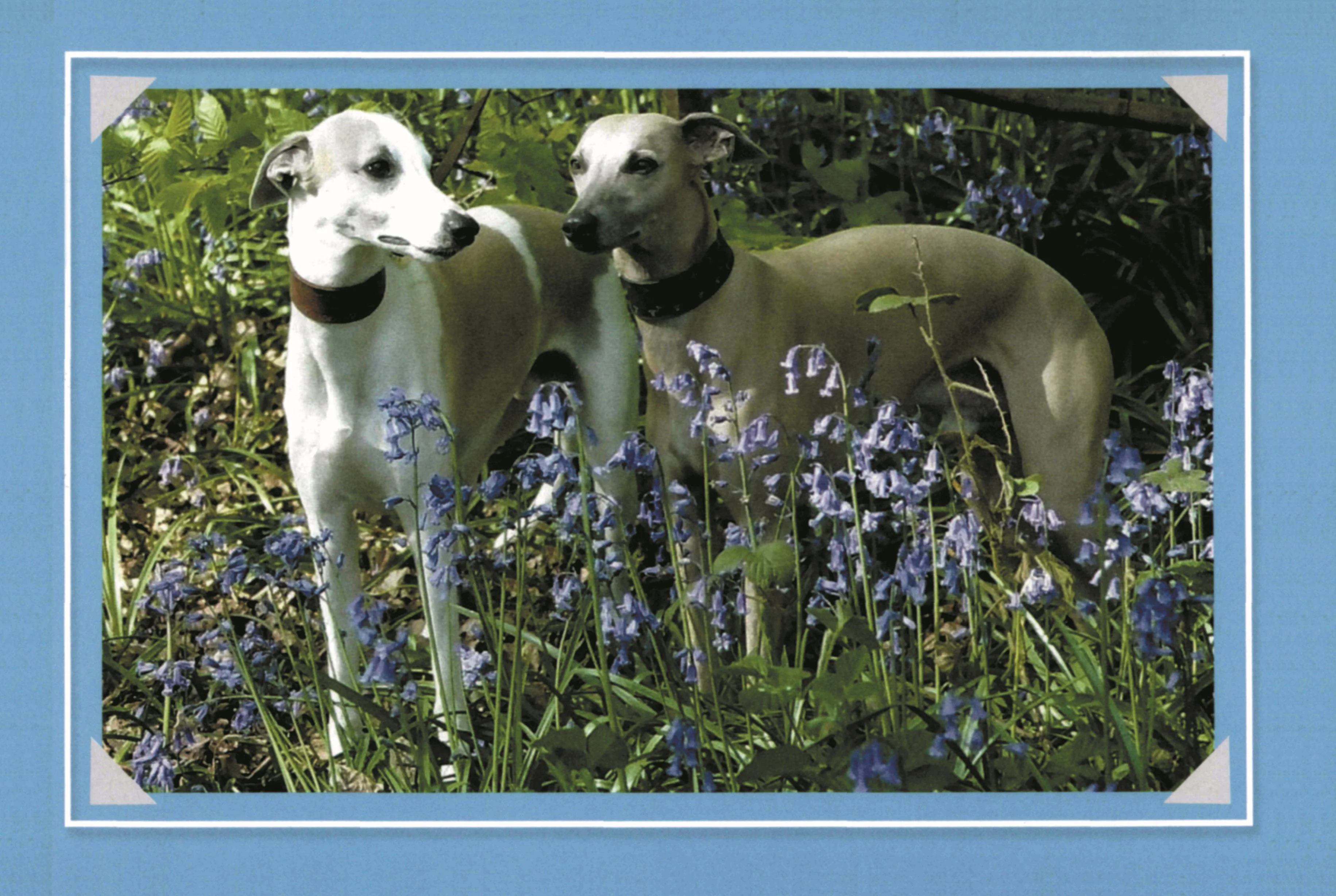 Know Your Dogs - Image 5