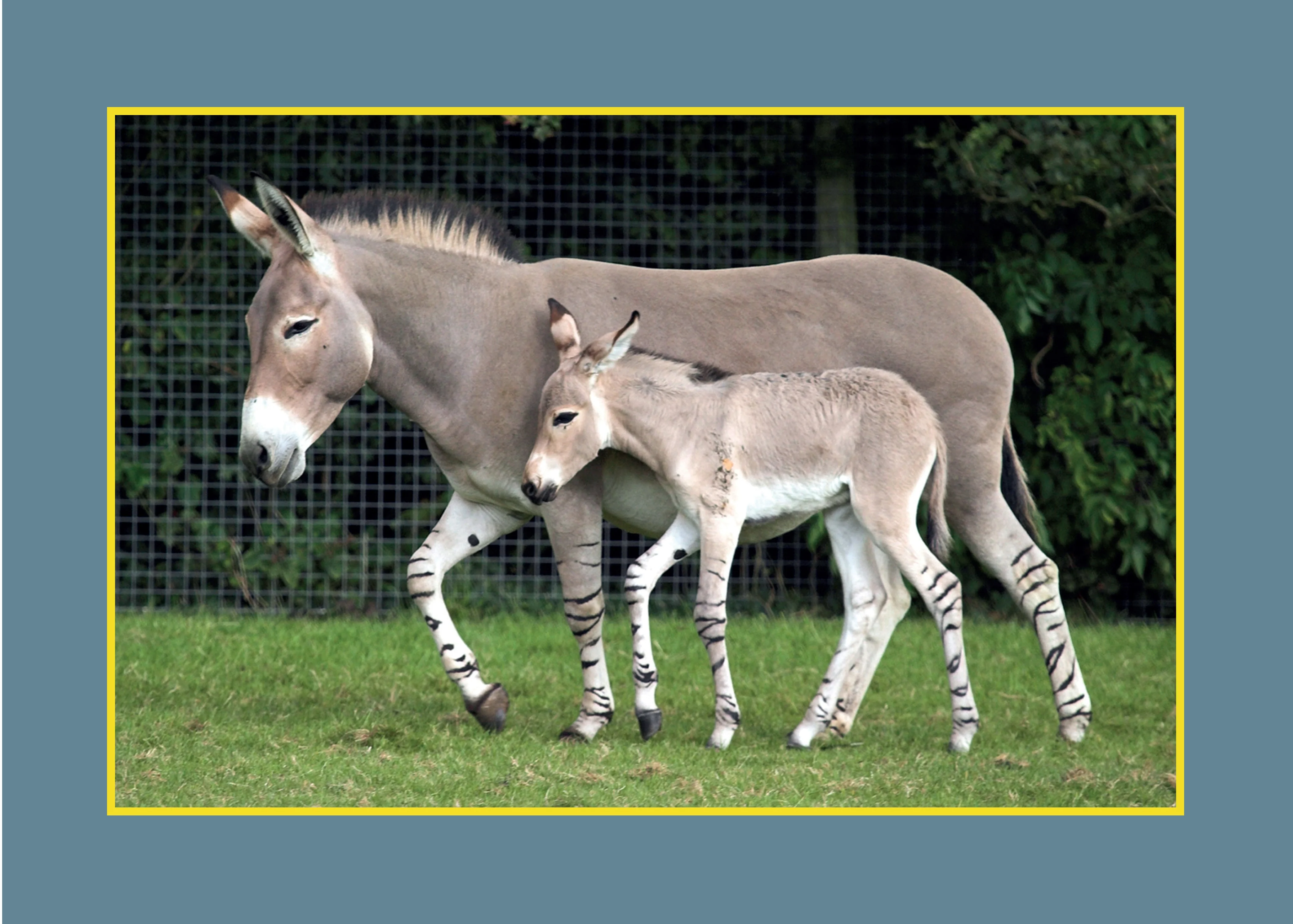 Know Your Donkeys & Mules - Image 6