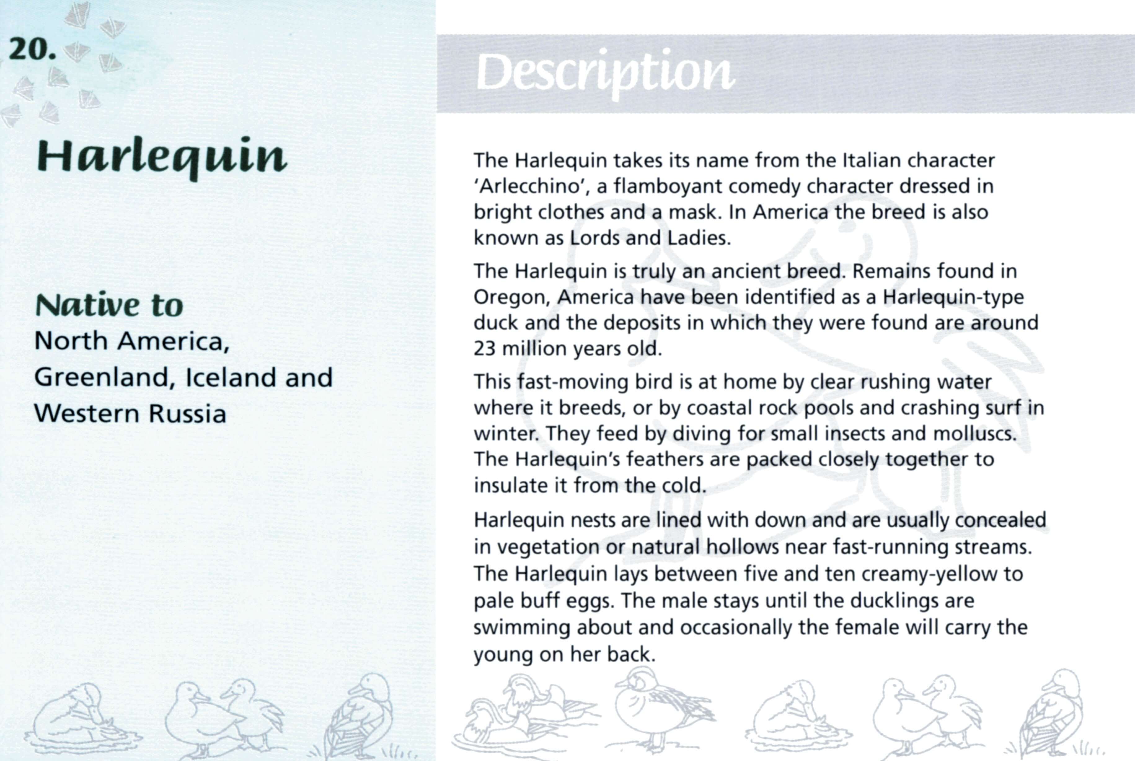 Know Your Ducks - Image 2