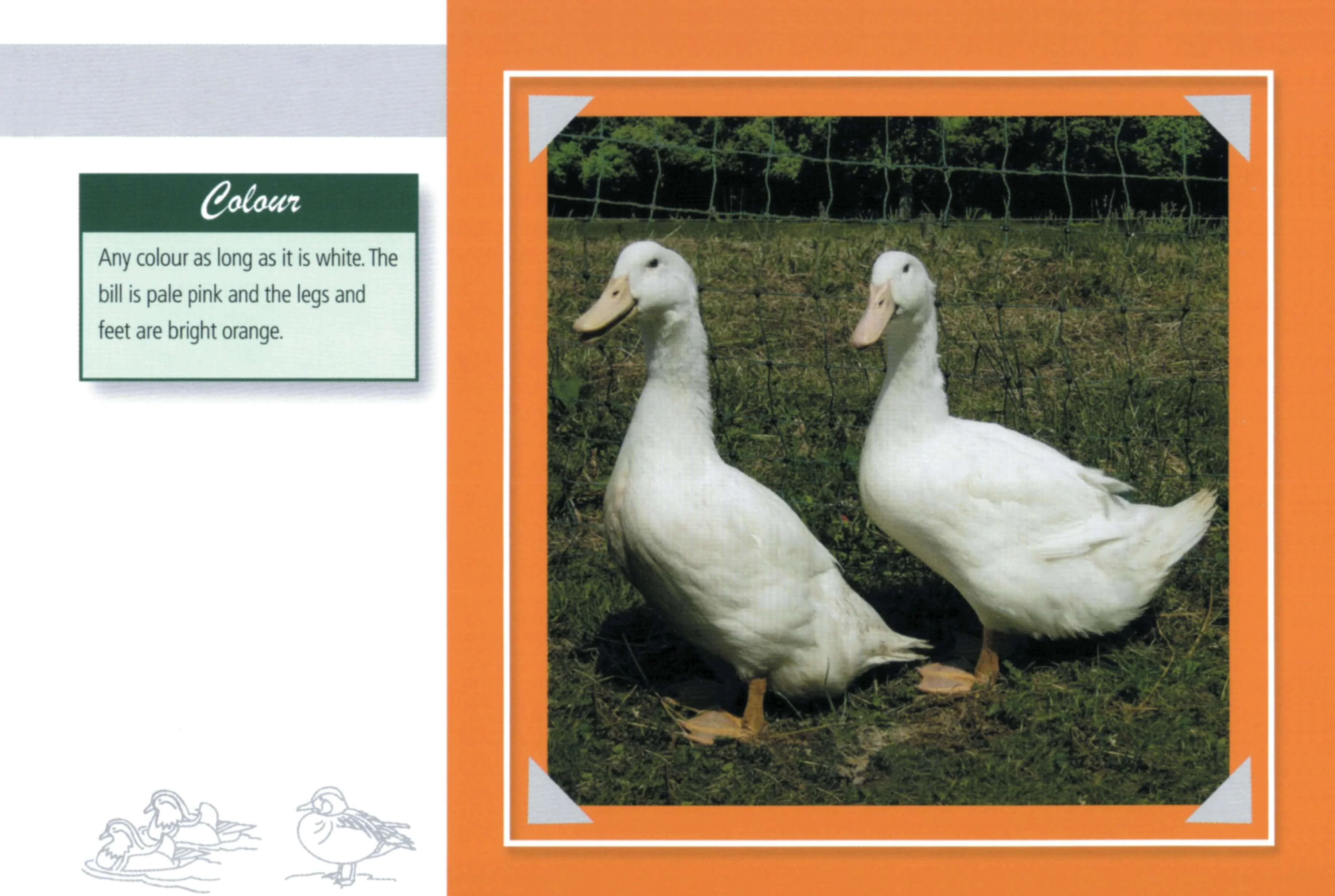 Know Your Ducks - Image 3