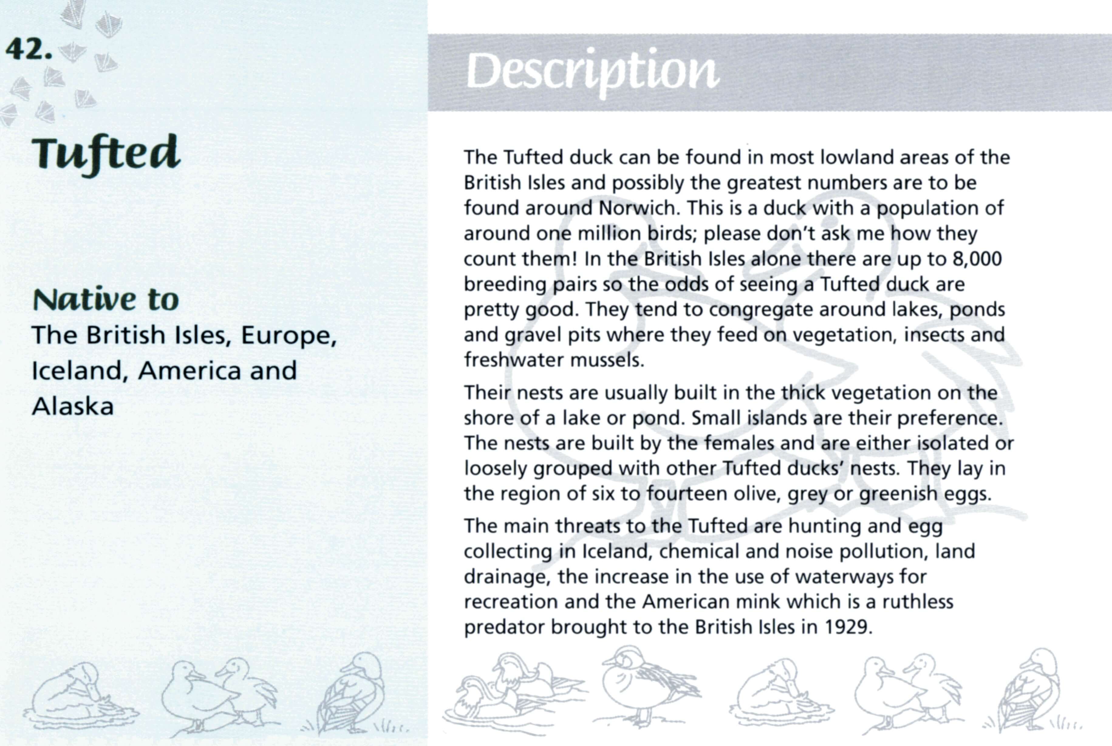 Know Your Ducks - Image 6