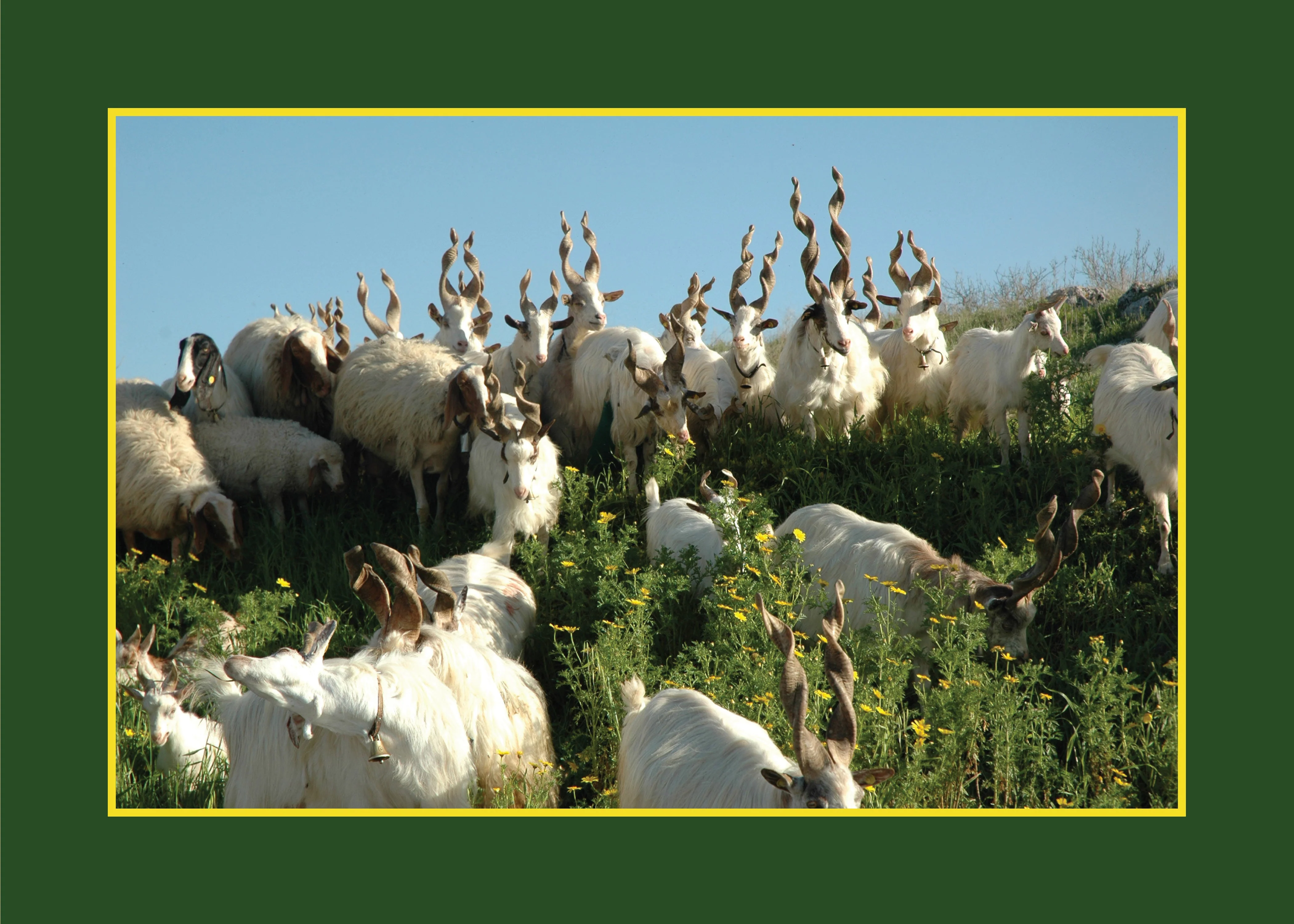 Know Your Goats - Image 3