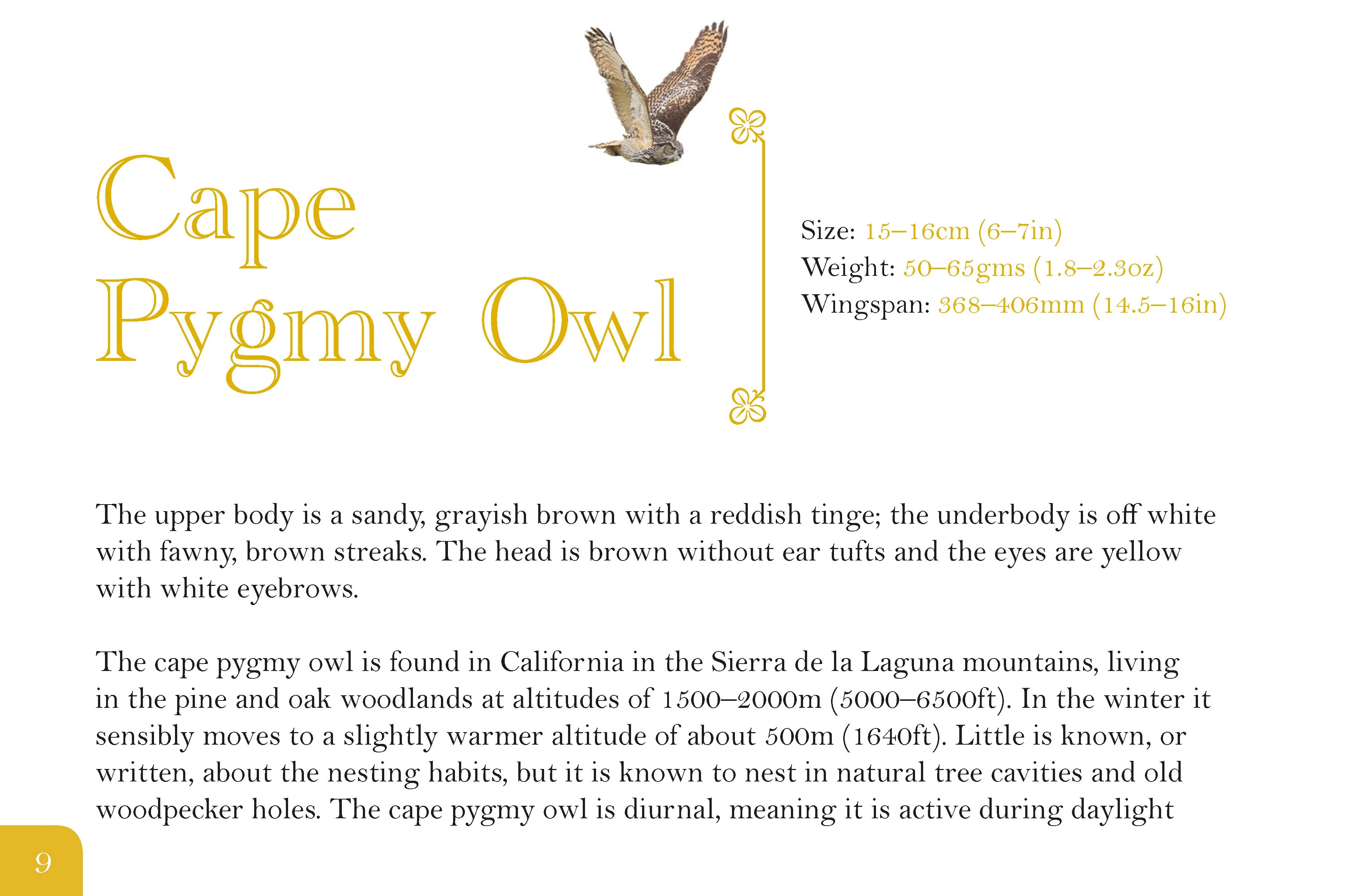 Know Your Owls - Image 4