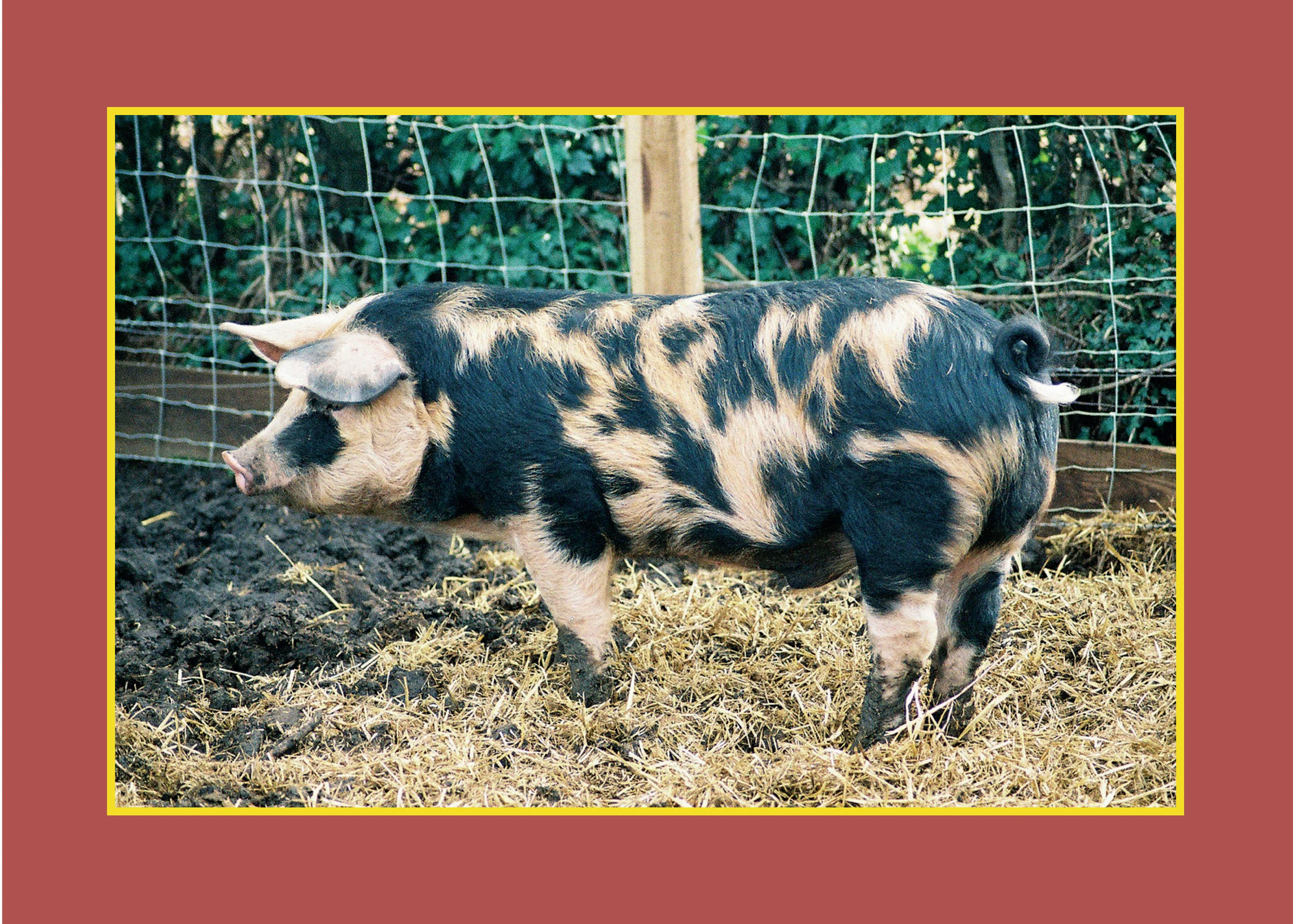 Know Your Pigs - Image 6