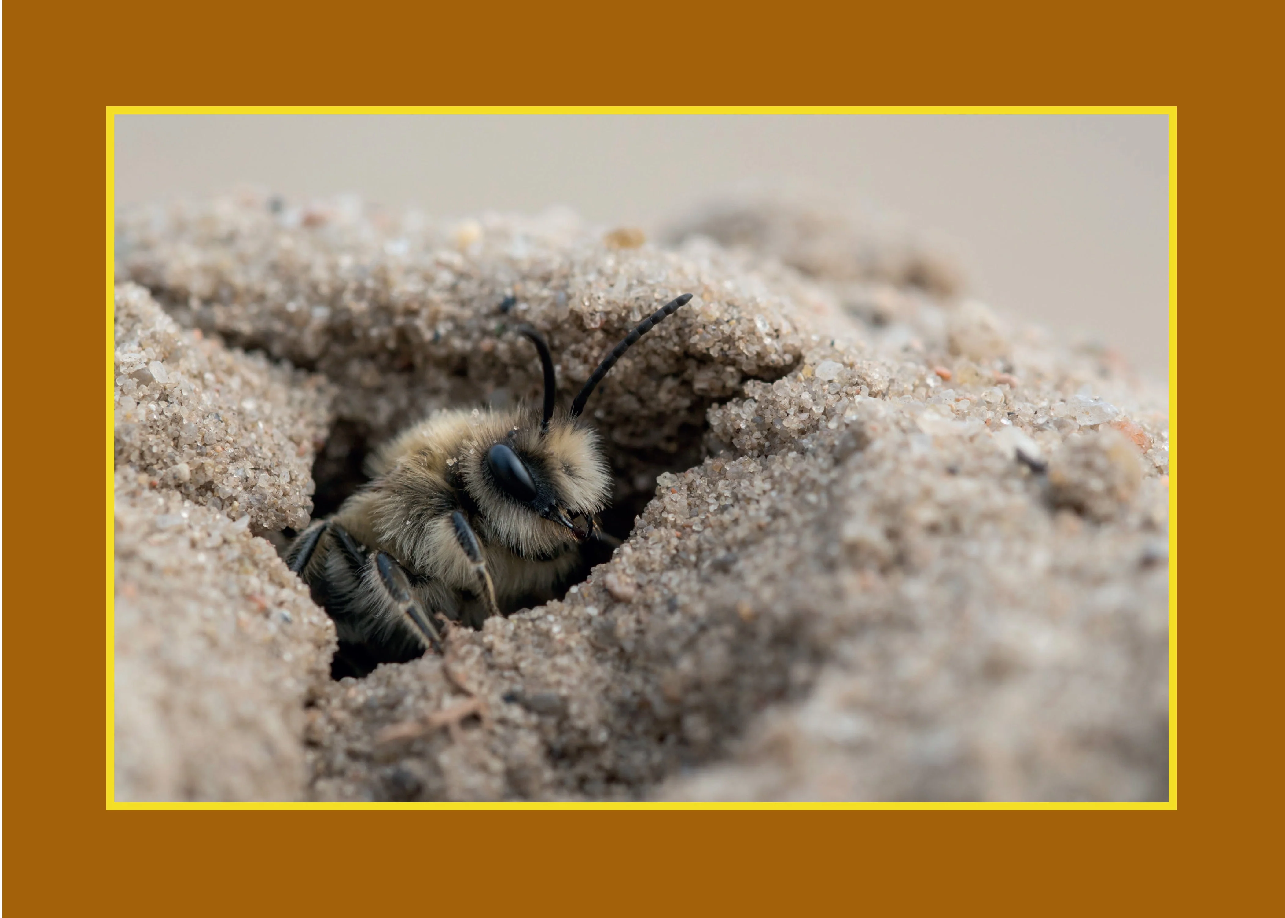 Know Your Pollinators - Image 2
