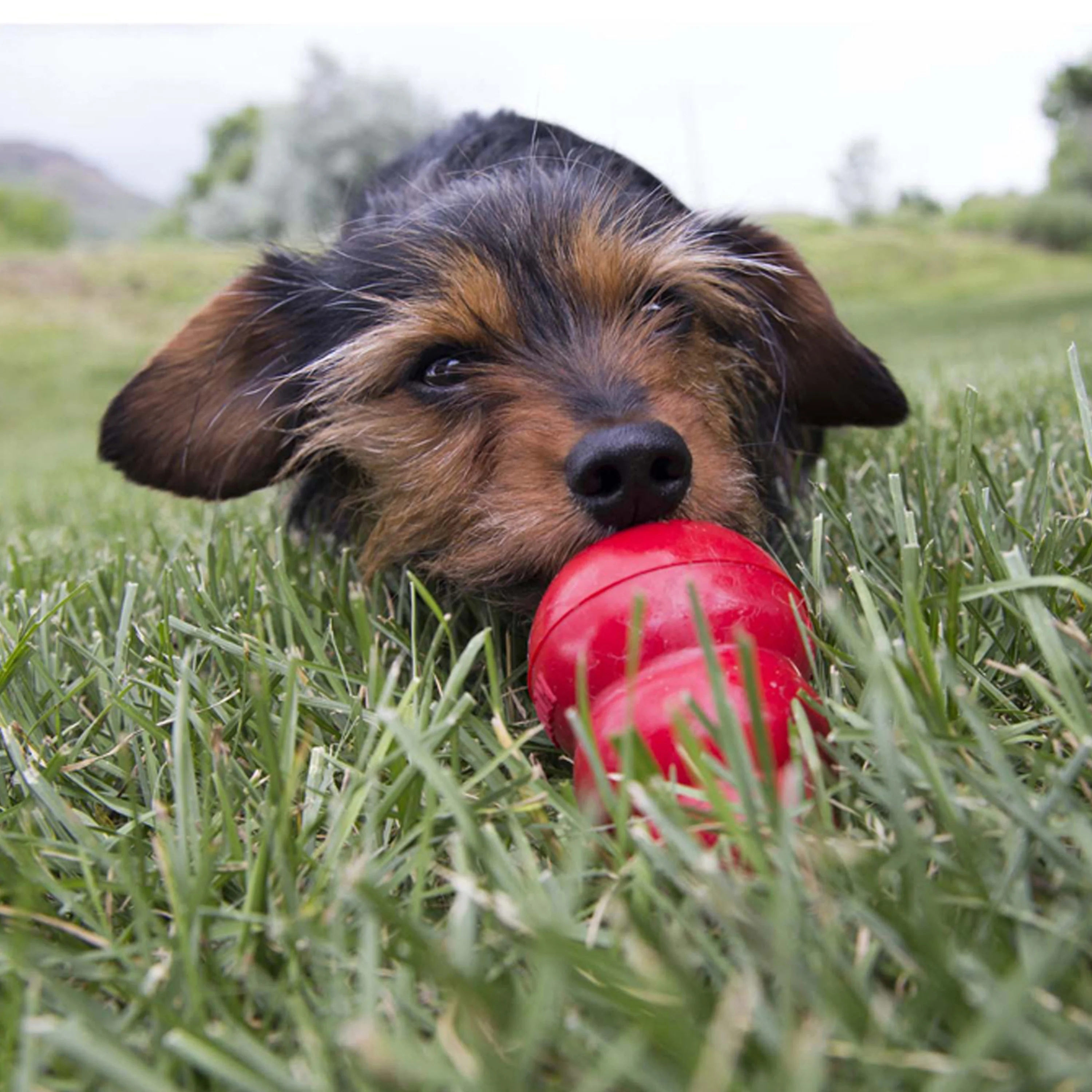 Kong Easy Treat (8oz) - Image 5