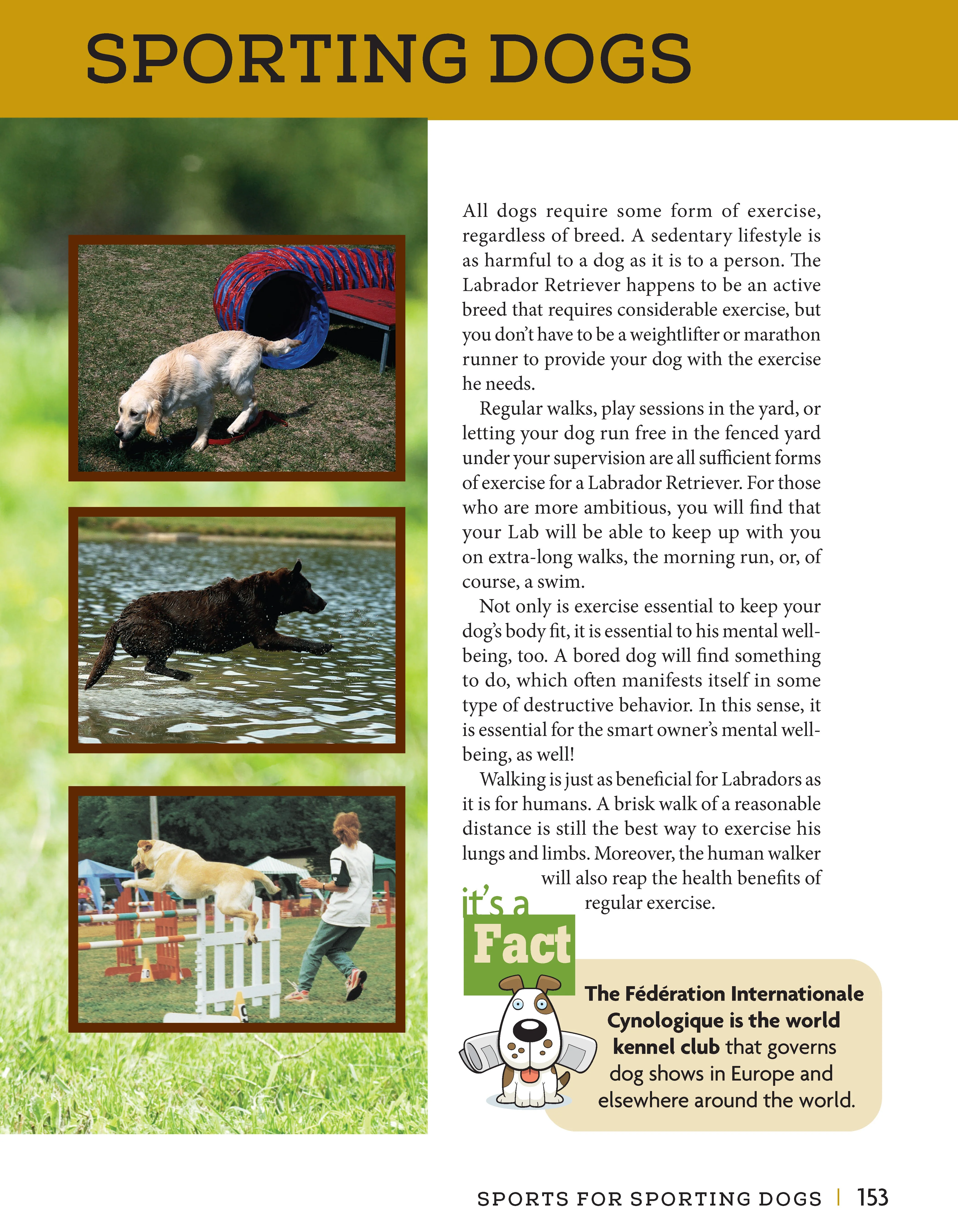 Labrador Retriever - Image 4
