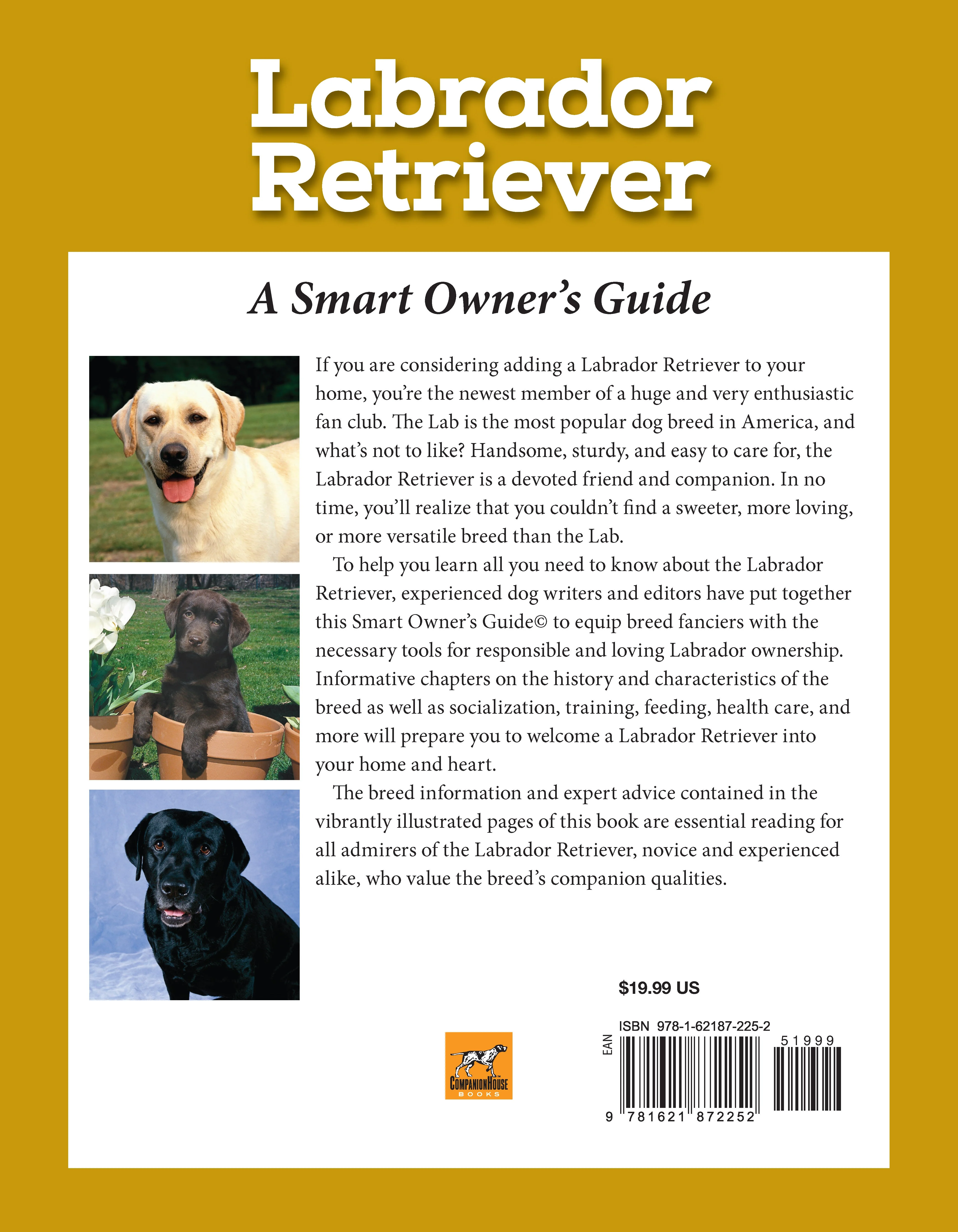 Labrador Retriever - Image 7