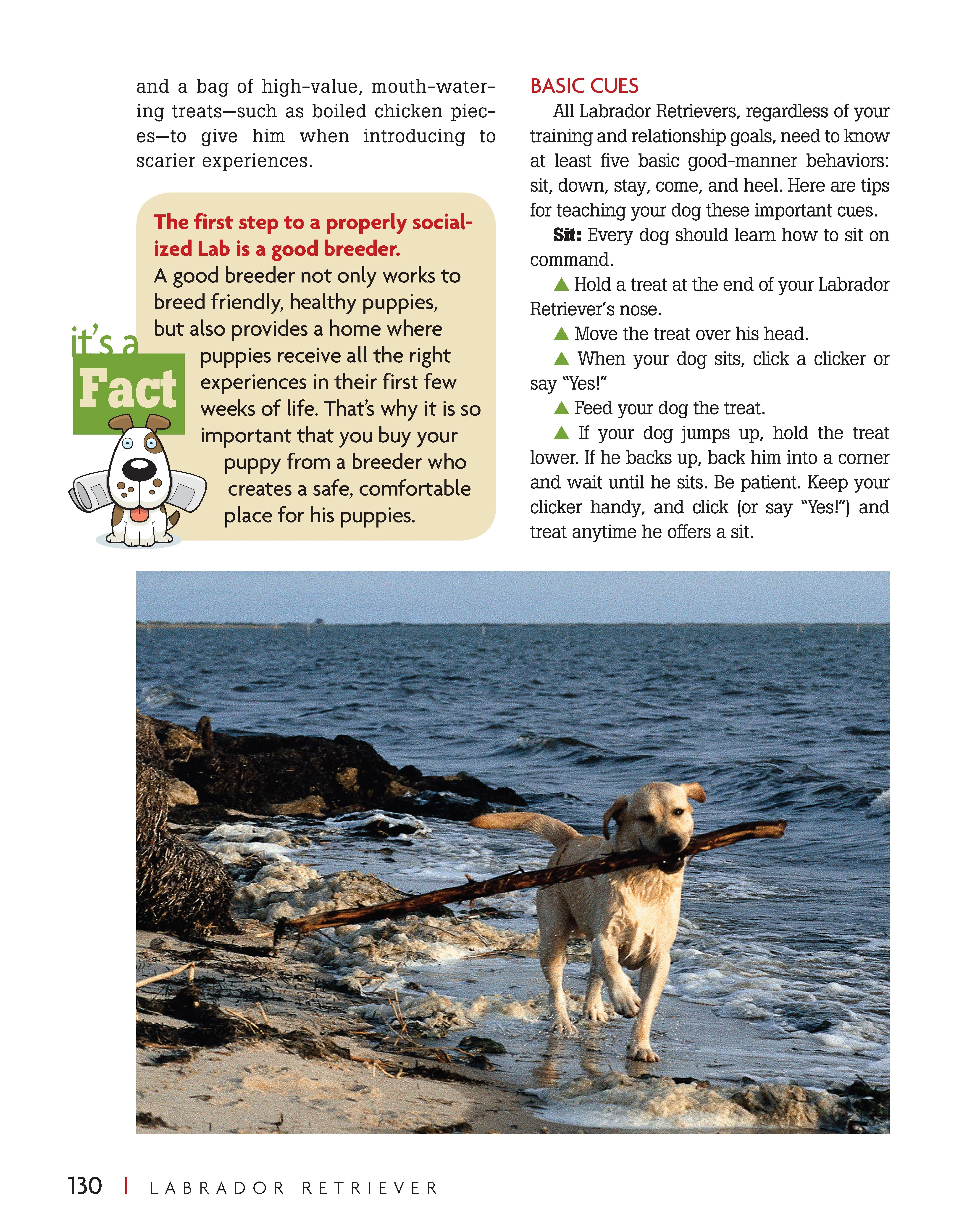 Labrador Retriever - Image 3