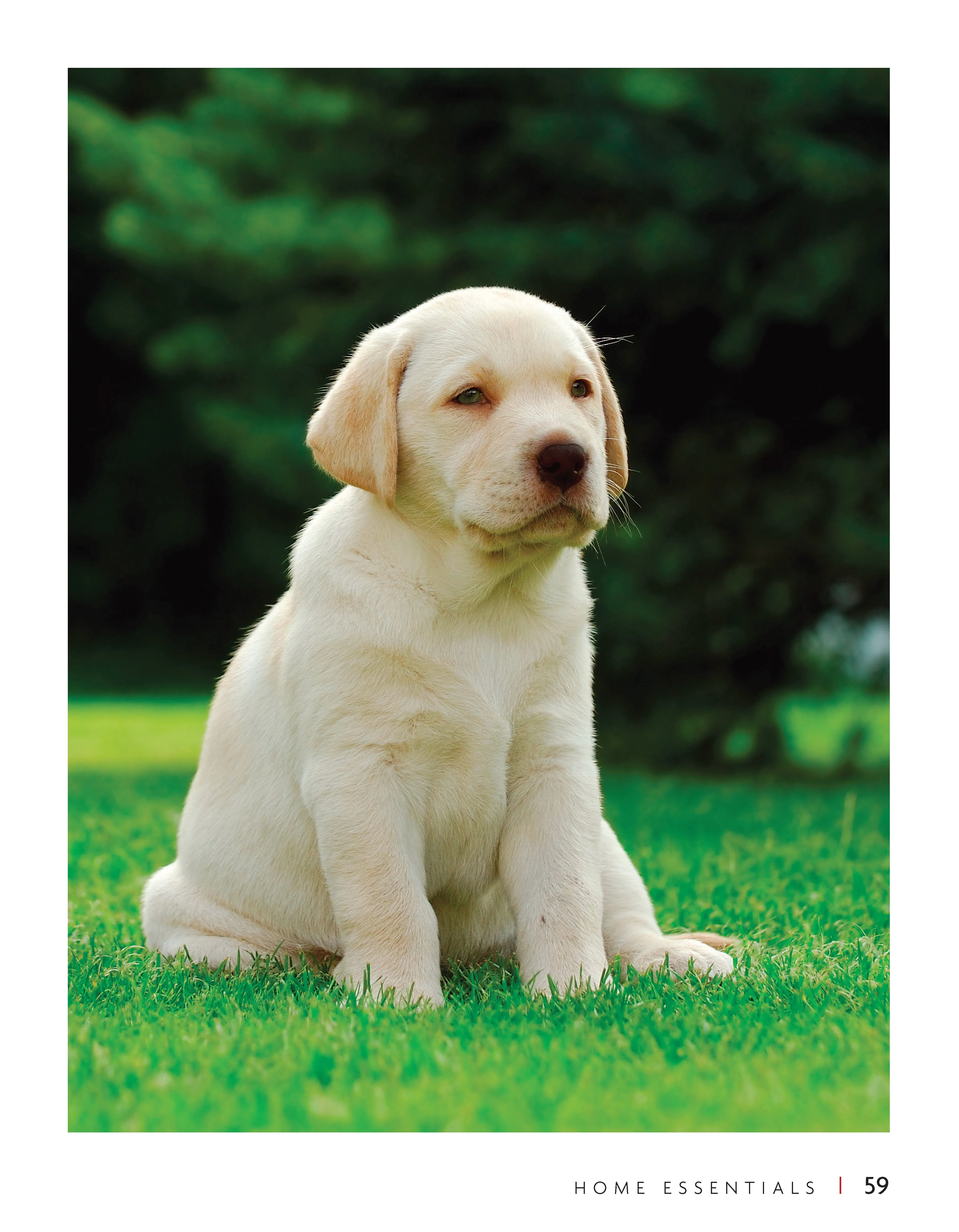 Labrador Retriever - Image 6