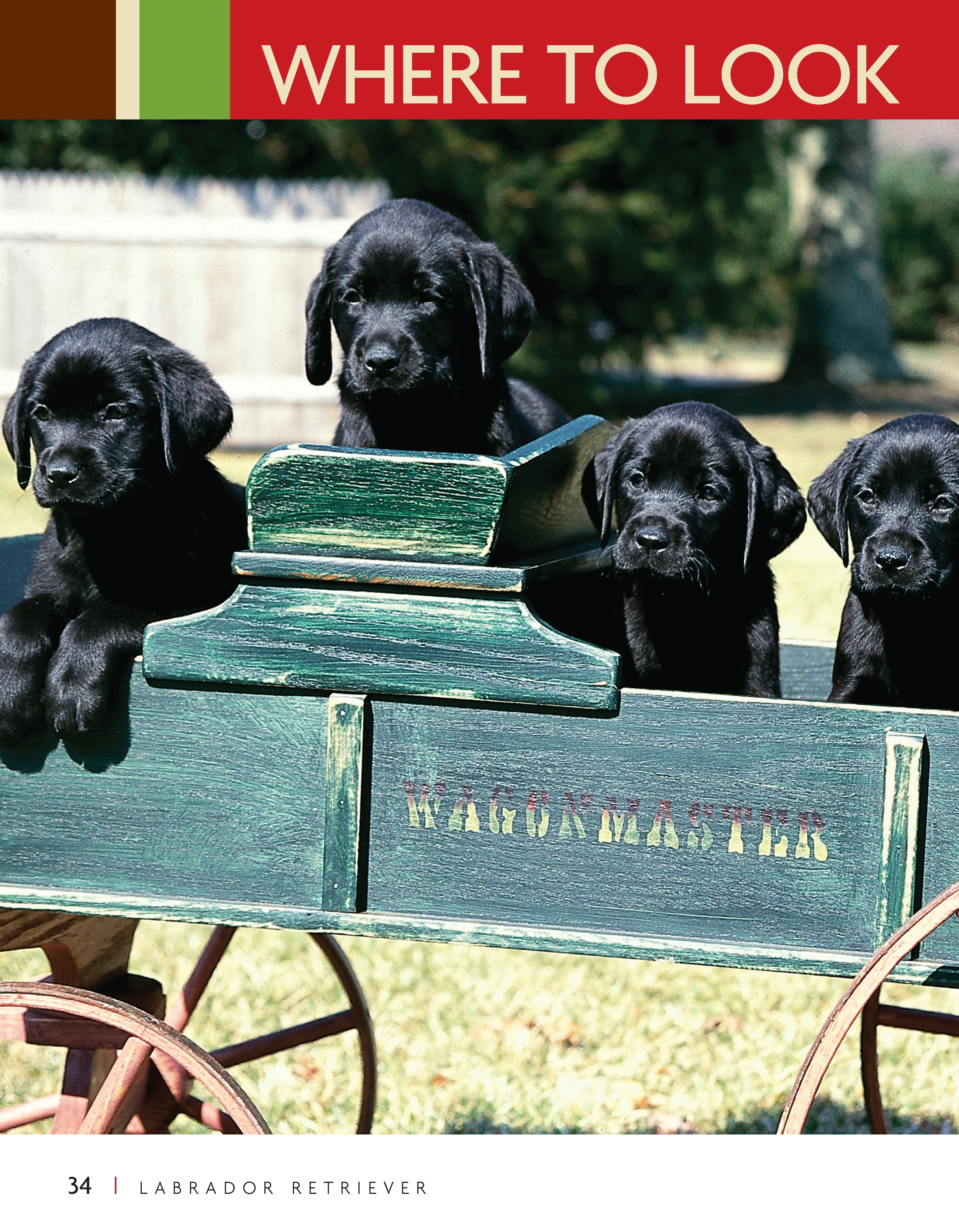 Labrador Retriever - Image 8