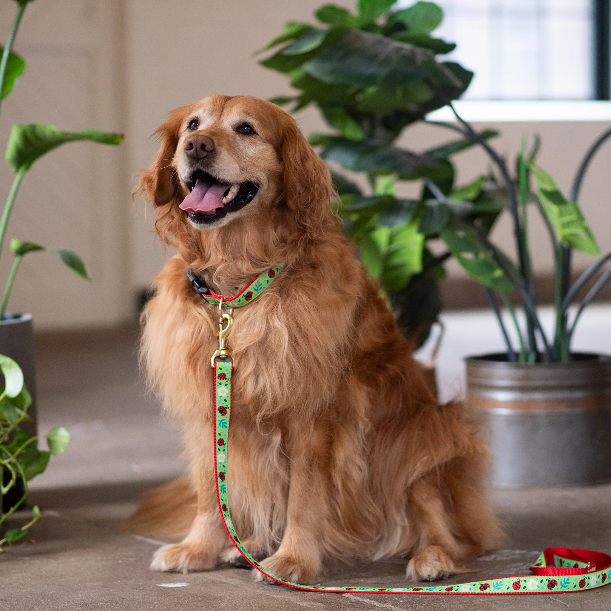 Up Country Ladybugs Wide Cast Brass Dog Collar - Image 2
