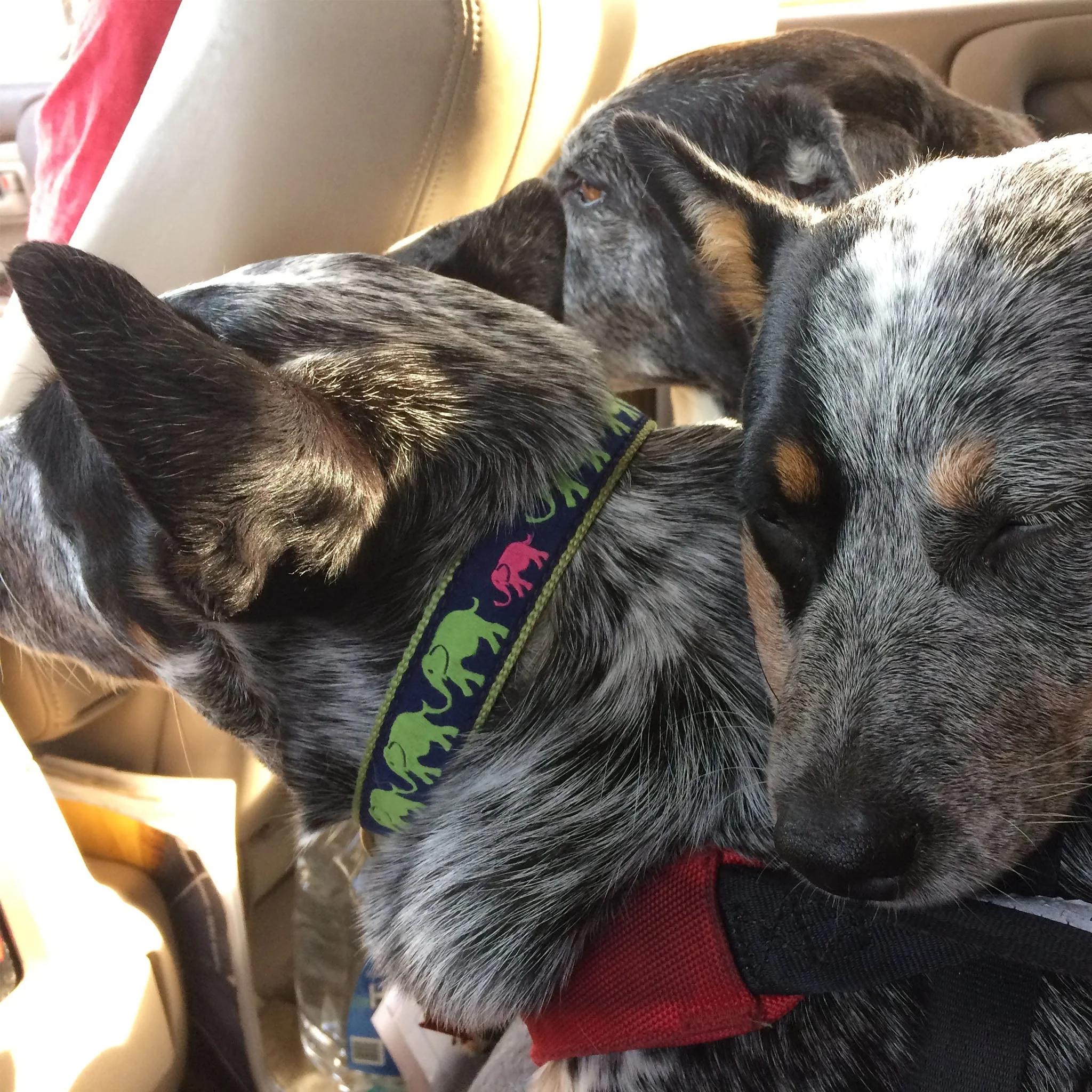Up Country Leader of the Pach Cast Brass Dog Leash - Image 3