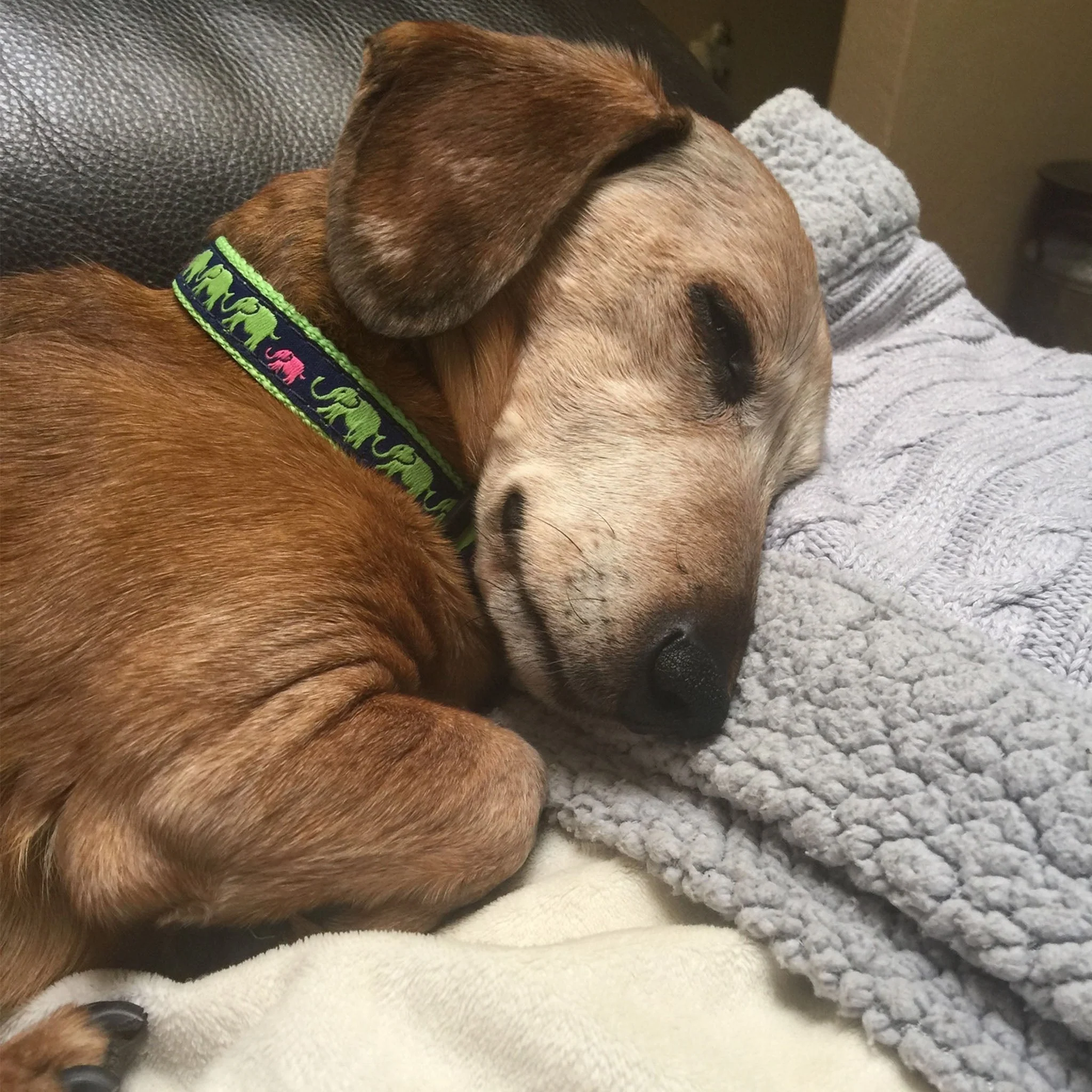 Up Country Leader of the Pach Cast Brass Dog Leash - Image 4