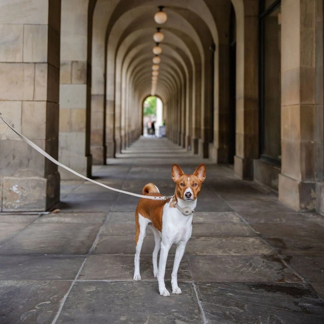 Leash 4ft - Vegan Leather - Image 23