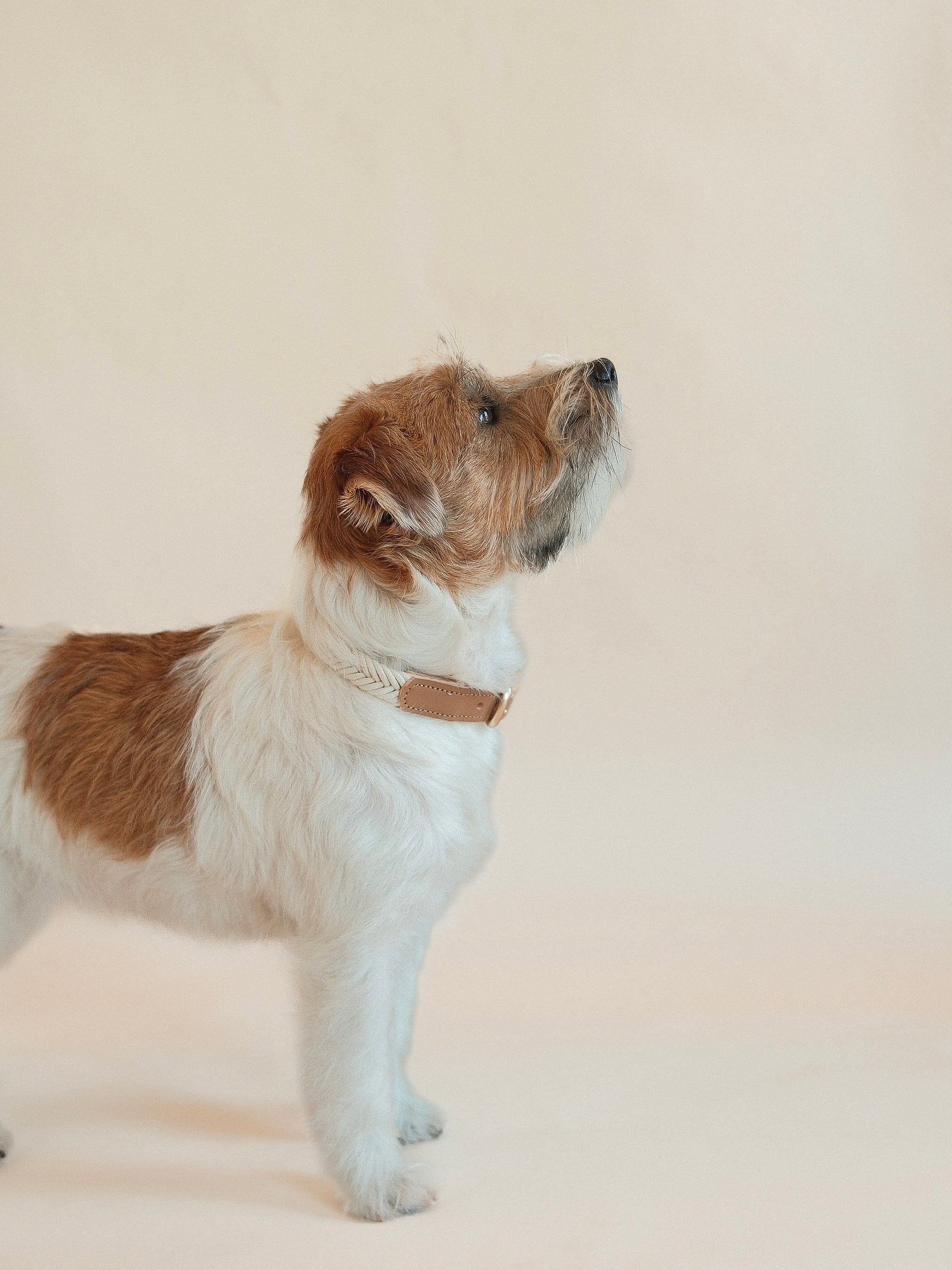 Lilco Braided-Collar | Moonbeam - Image 4