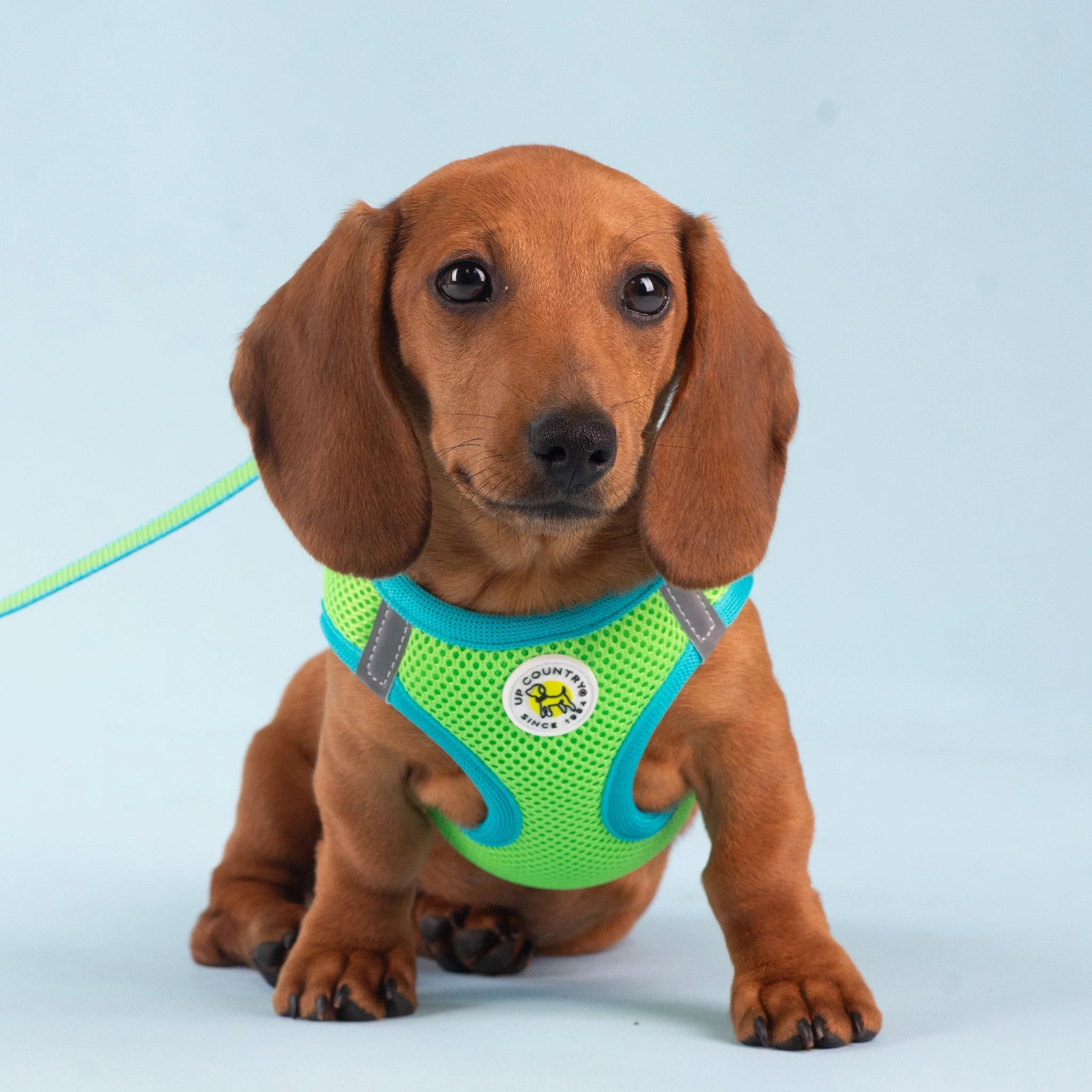 Up Country Lime and Aqua Small Dog Vest Dog Harness - Image 4