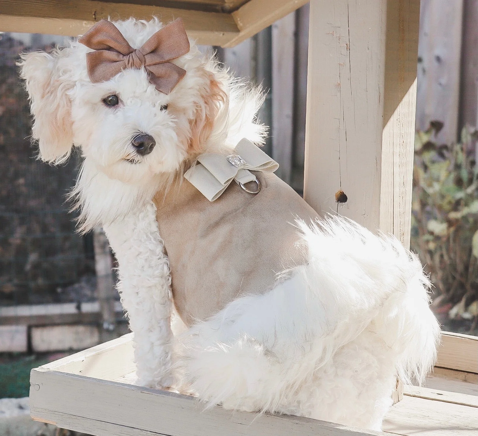 Bow: Toffee - Image 2