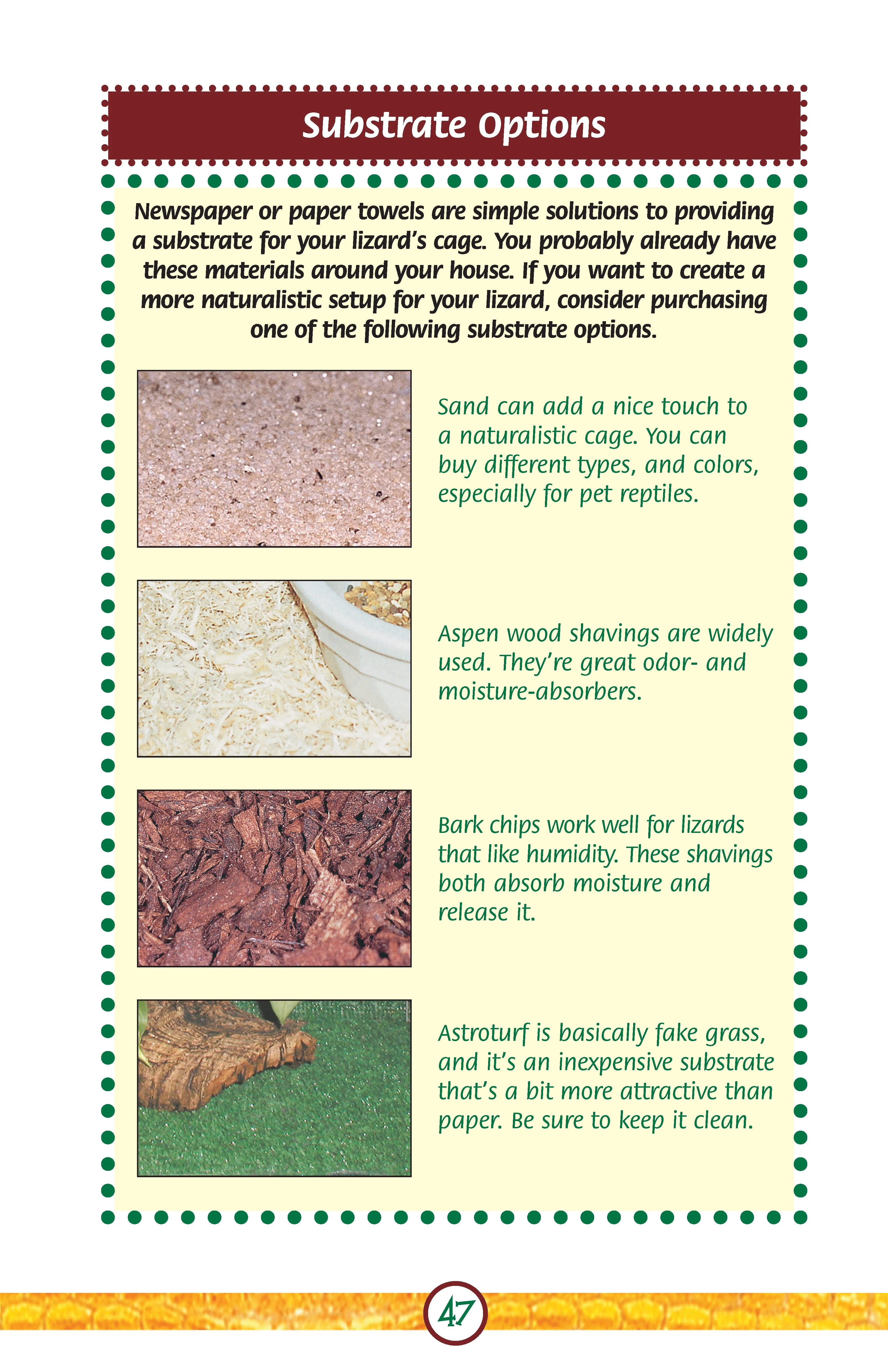 Lizards - Image 5