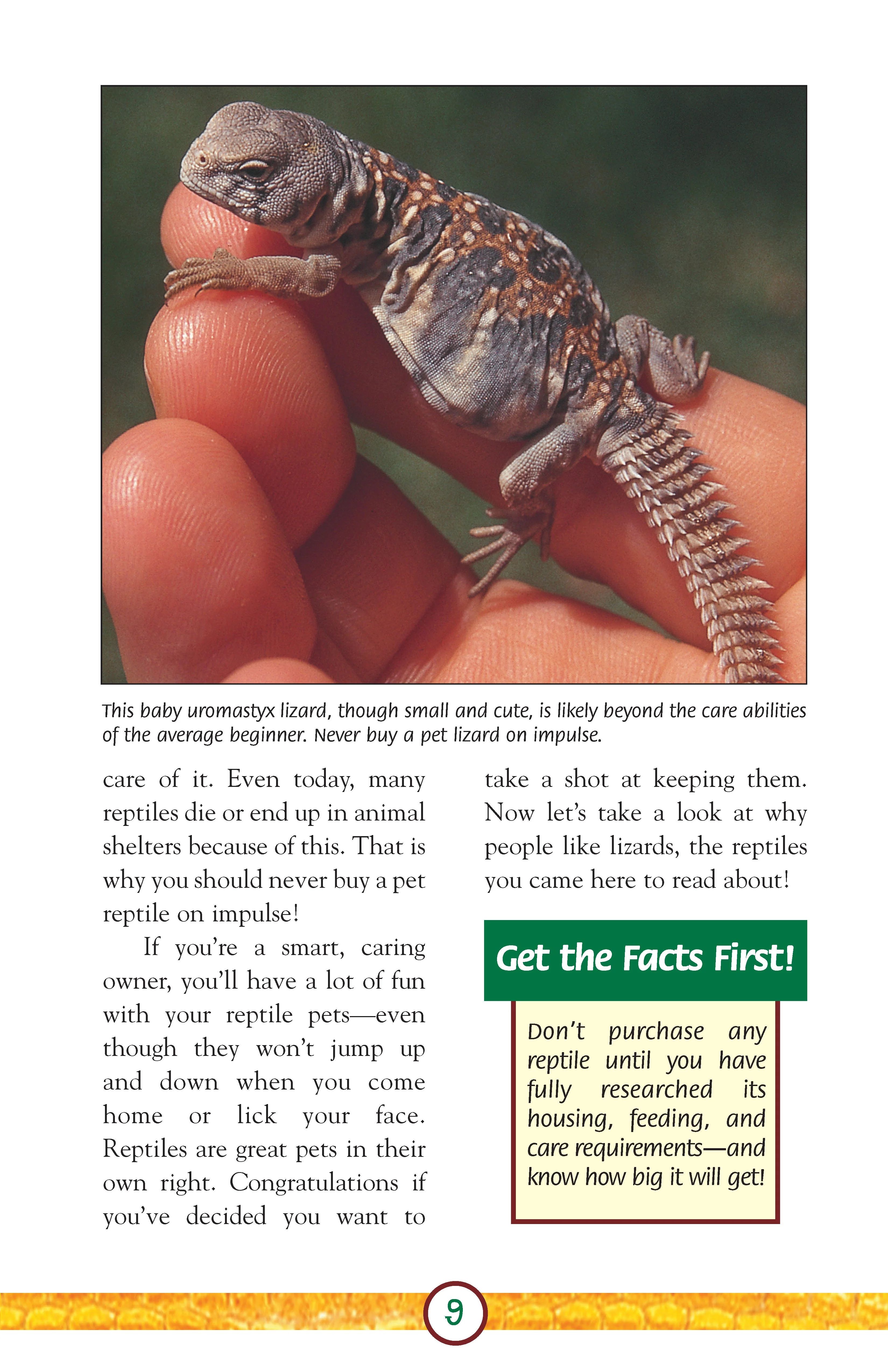Lizards - Image 6
