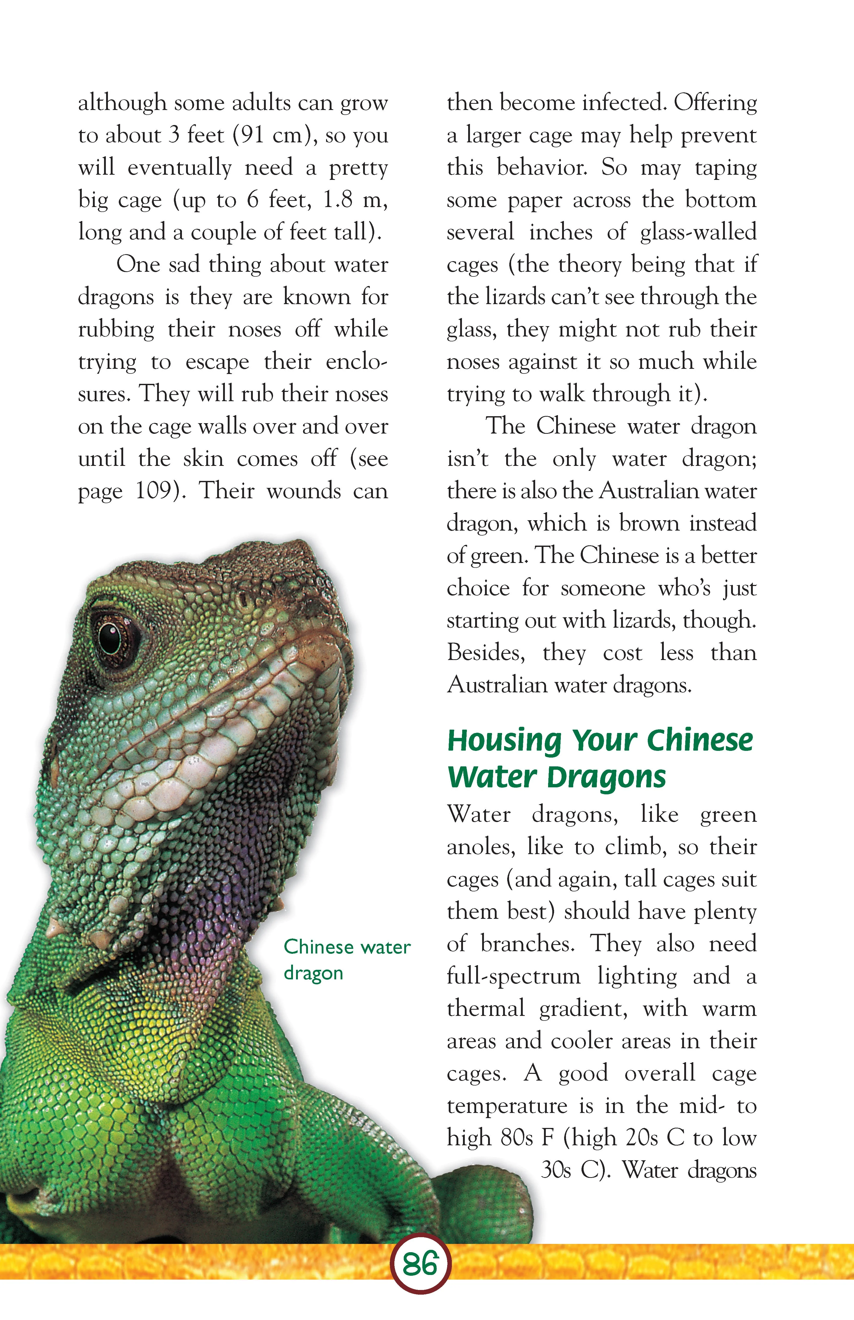 Lizards - Image 8