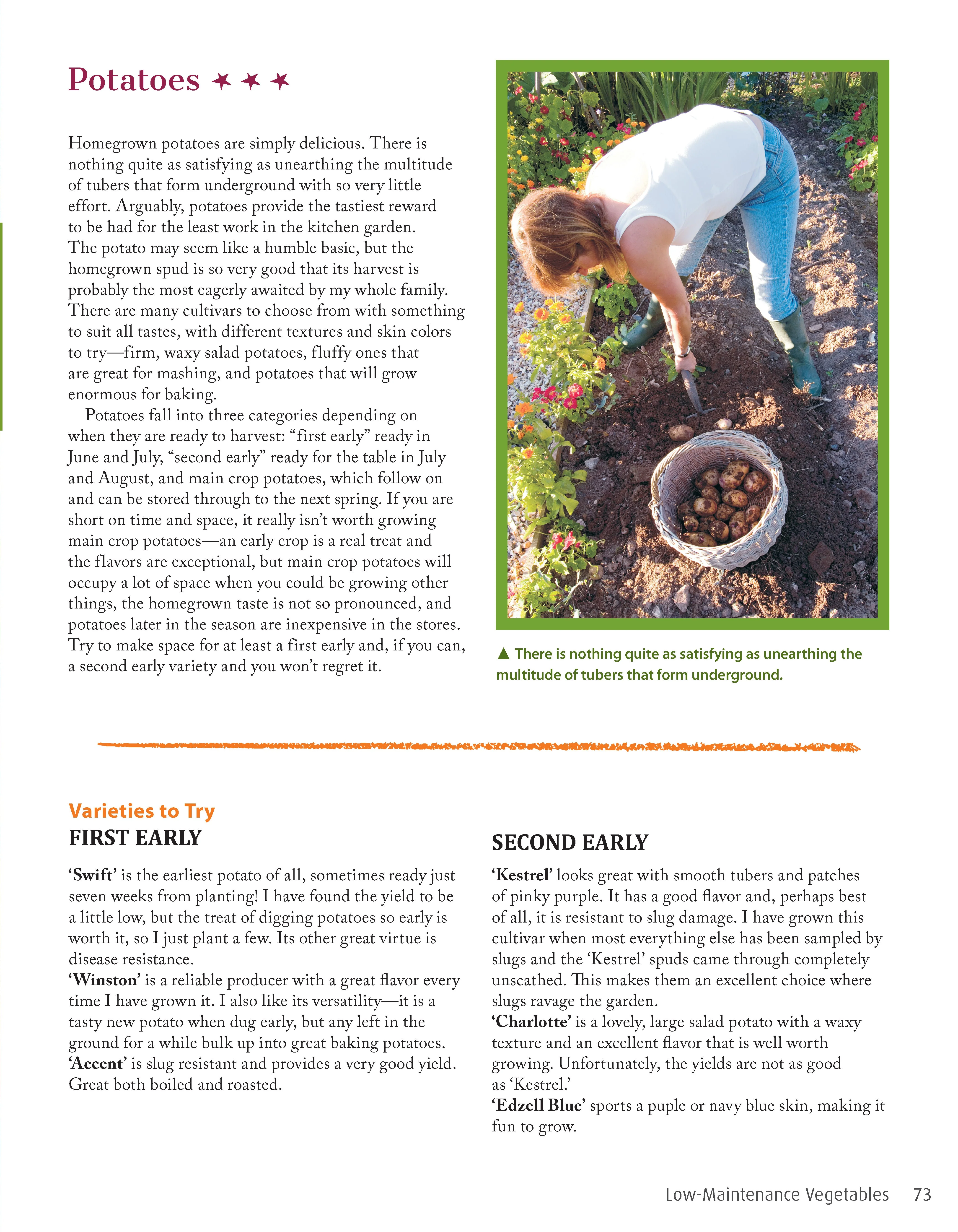 Low-Maintenance Vegetable Gardening - Image 5