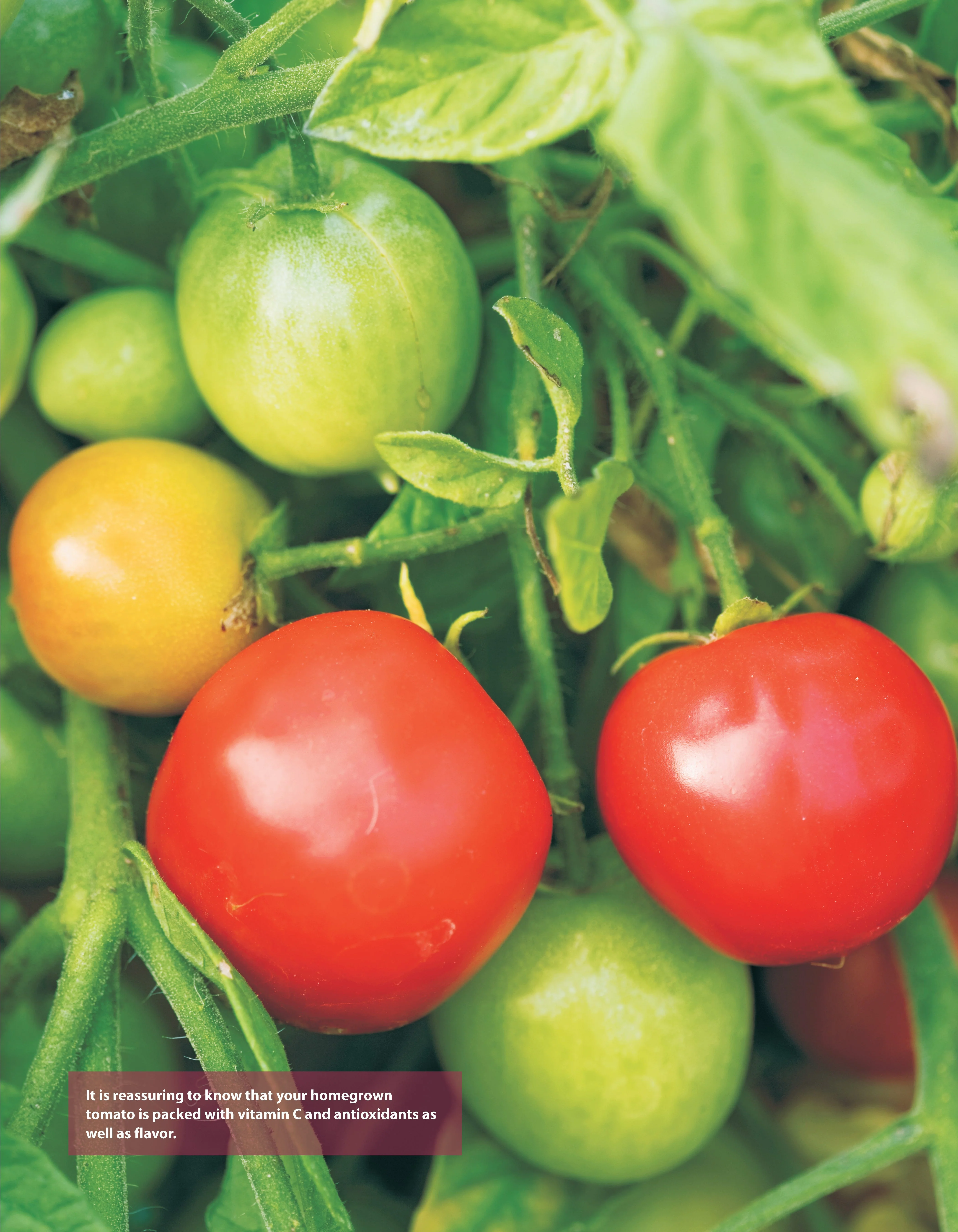 Low-Maintenance Vegetable Gardening - Image 6