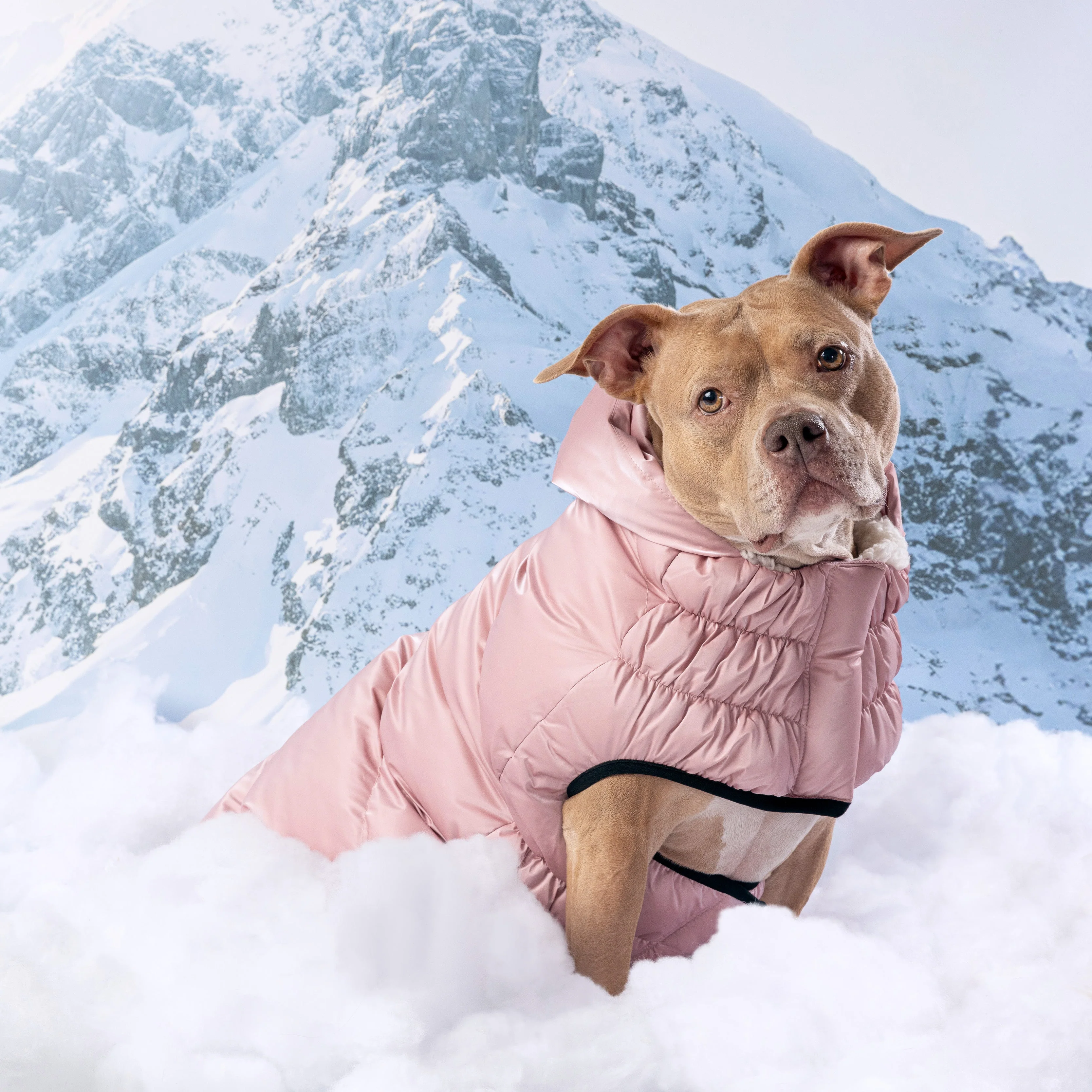 GF Pet.us fabric Dog Jacket - blue; pink; multicolor-3/XS - Image 13