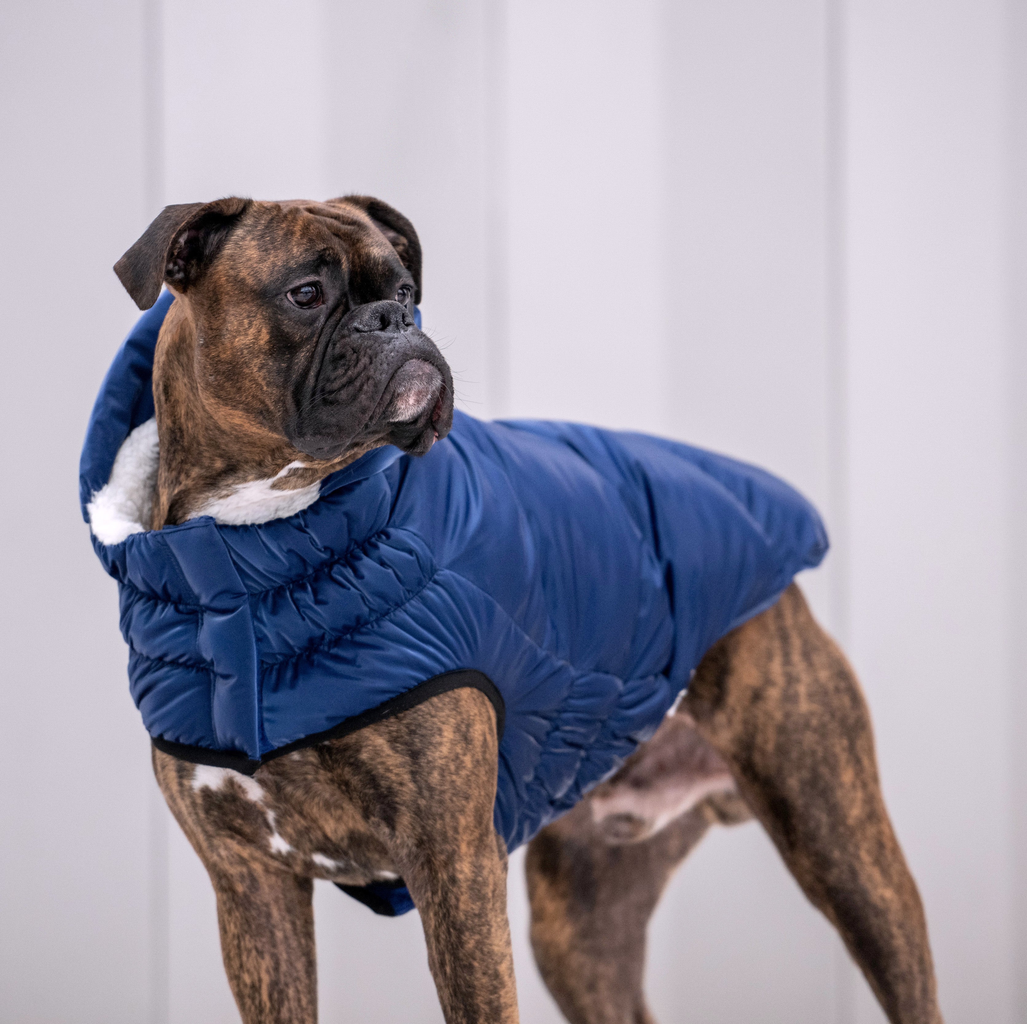 GF Pet.us fabric Dog Jacket - blue; pink; multicolor-3/XS - Image 5
