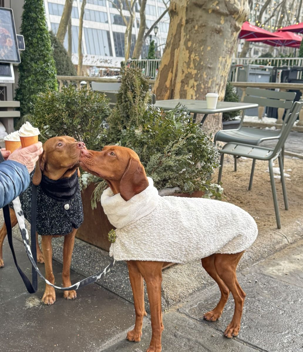 Manhattan Walking Dog Coat White Pearl - Image 5
