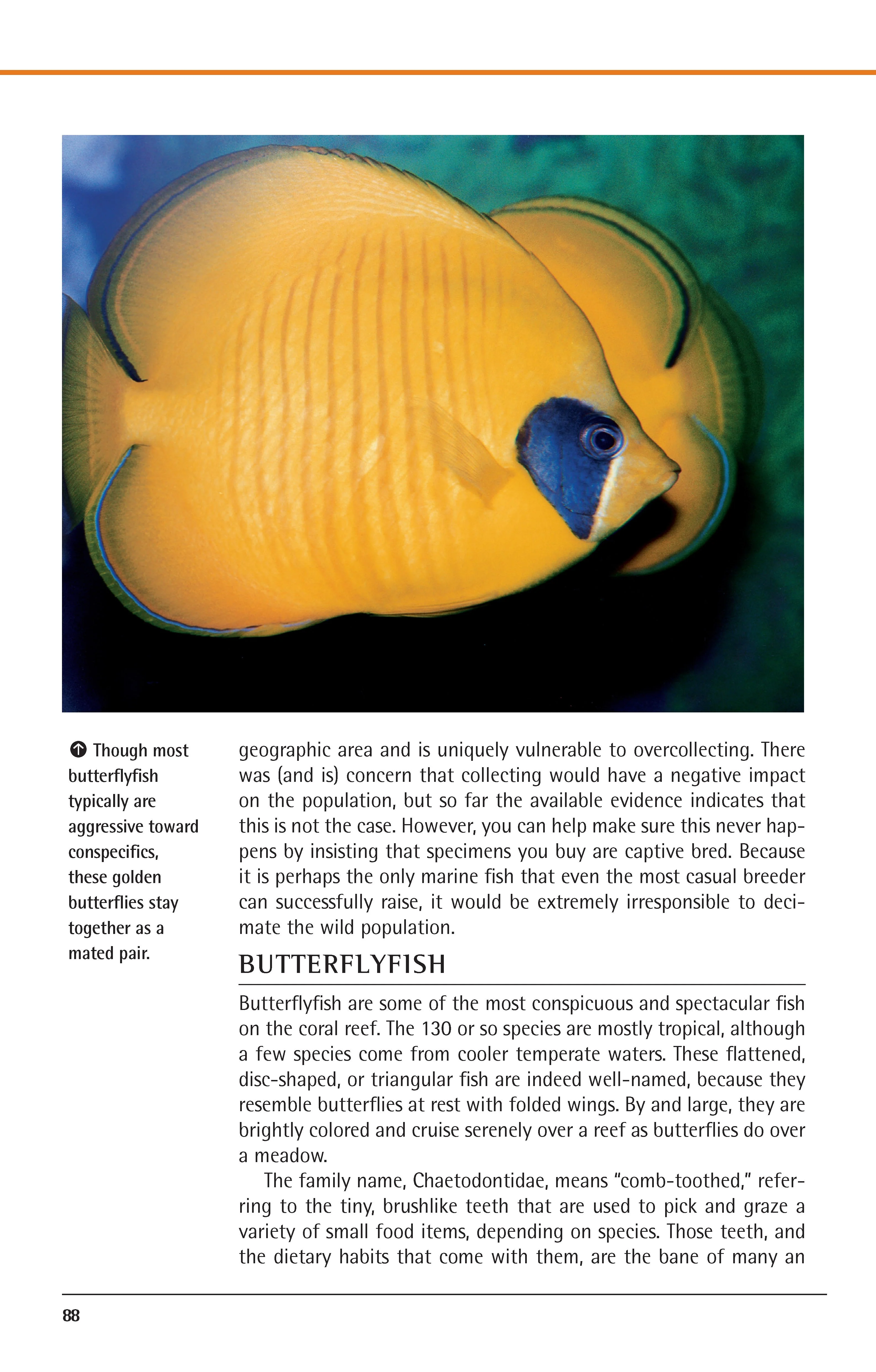 Marine Aquariums - Image 2