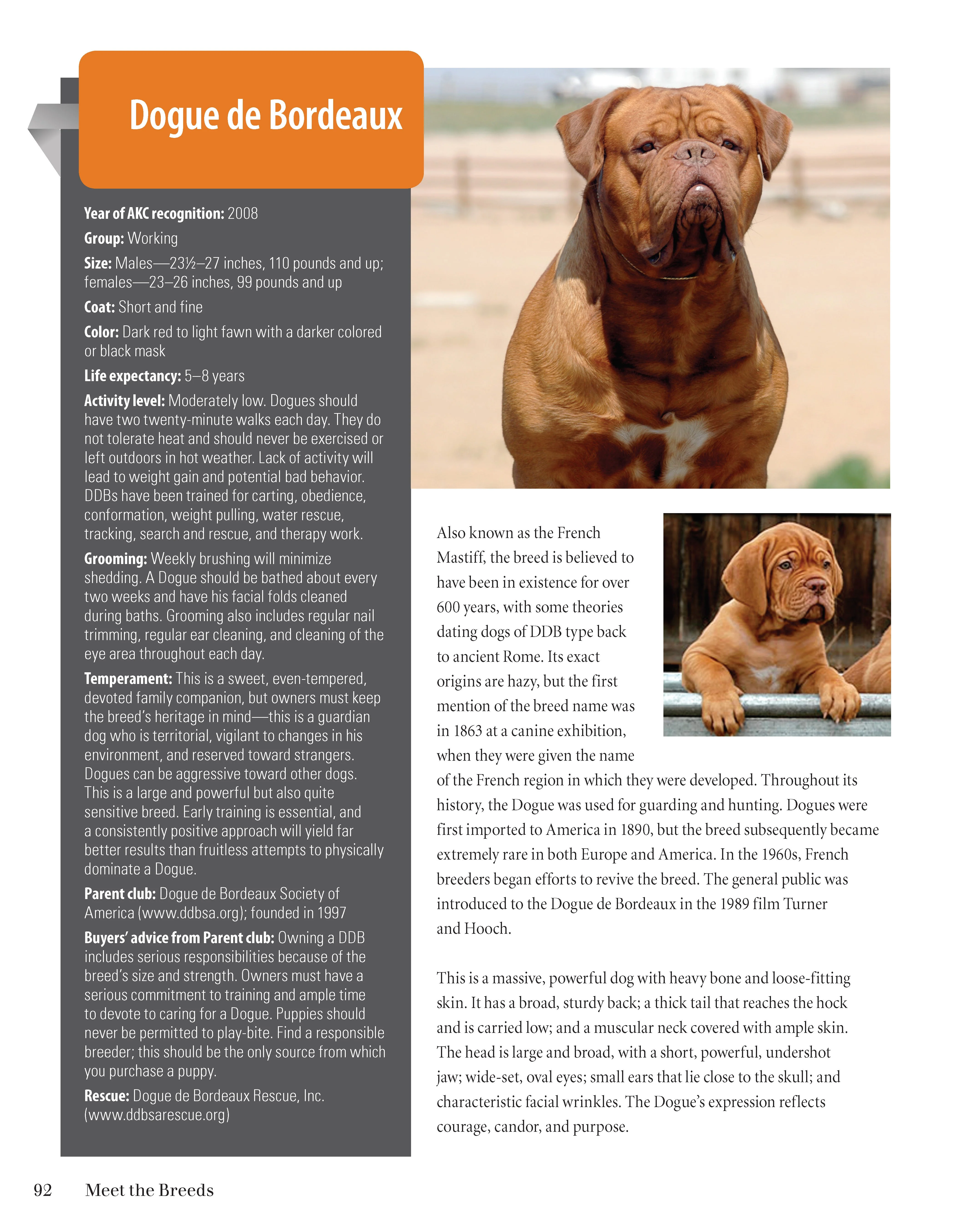 Meet the Breeds - Image 3