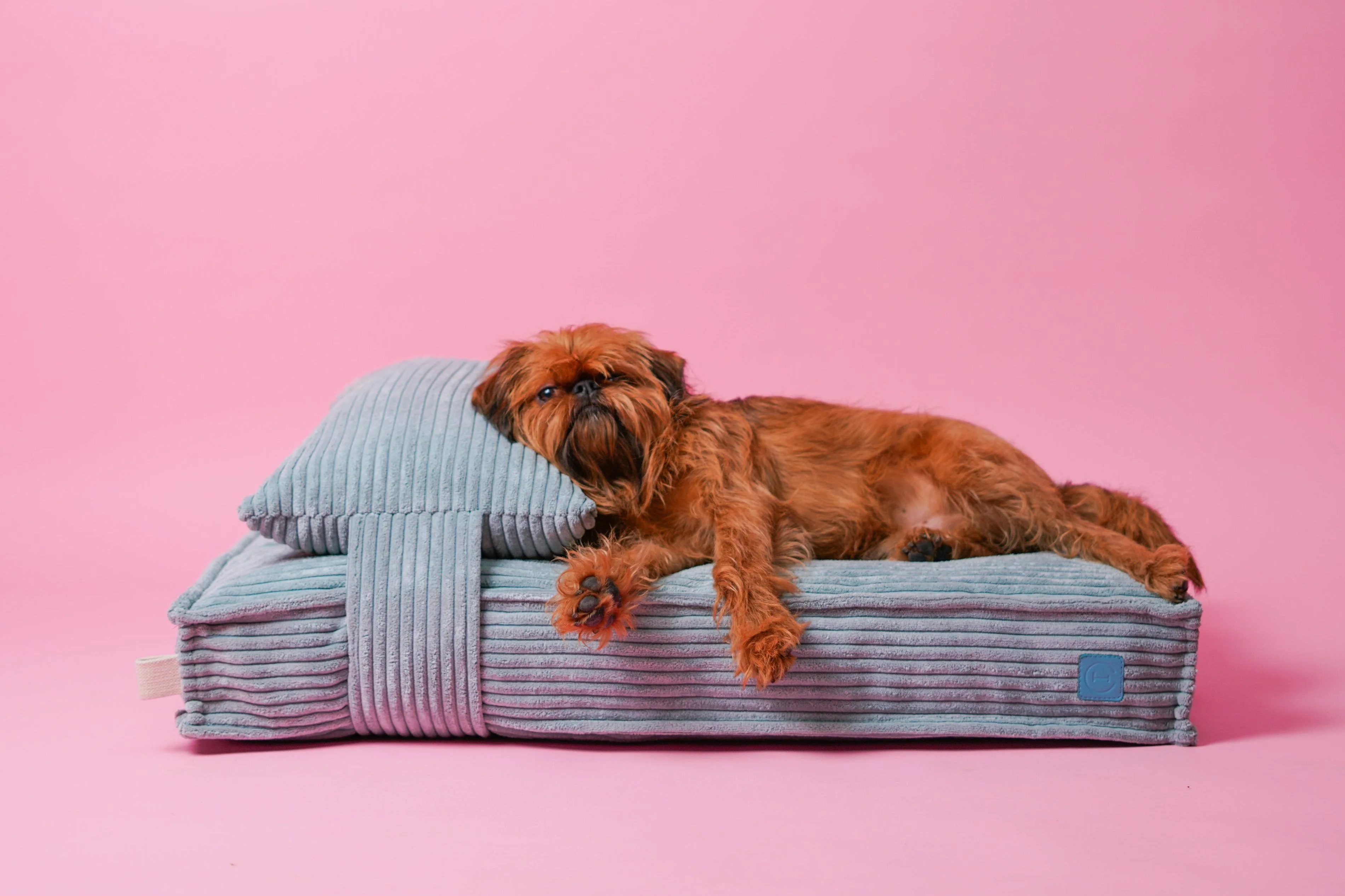 Memory Foam Dog Bed - Image 17