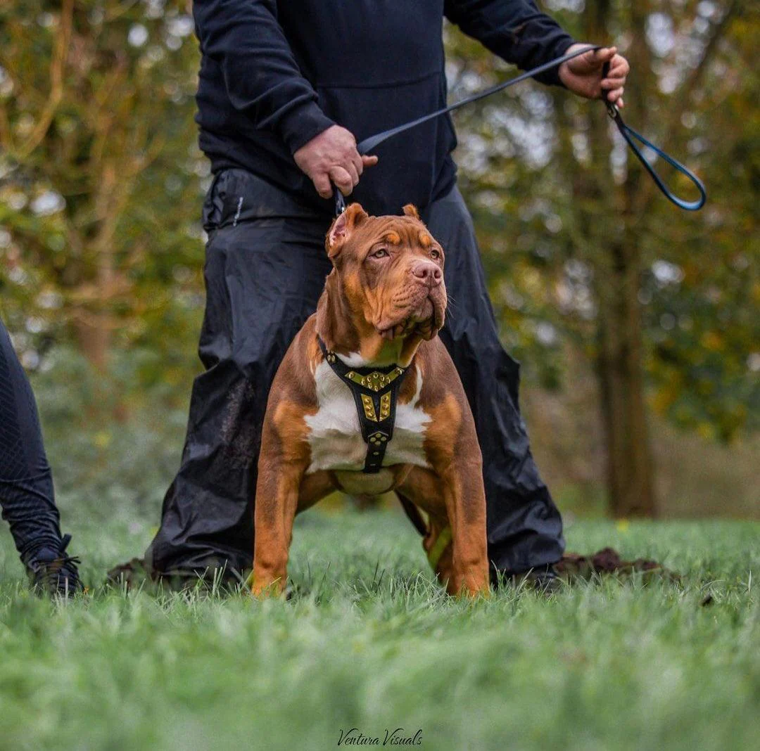 Bestia Dog Gear Genuine Leather Dog Harness - Gold - Image 3